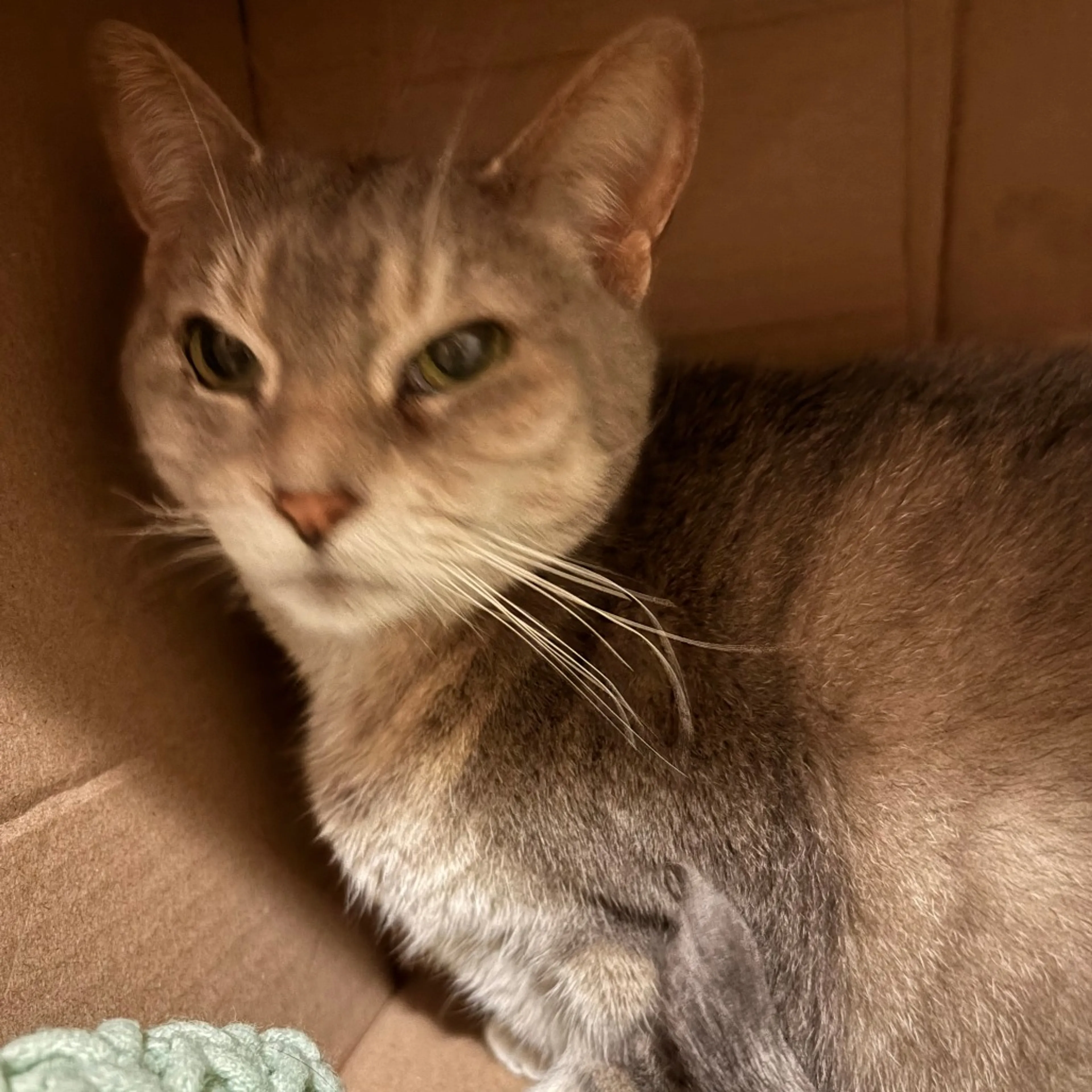 Found pet-4