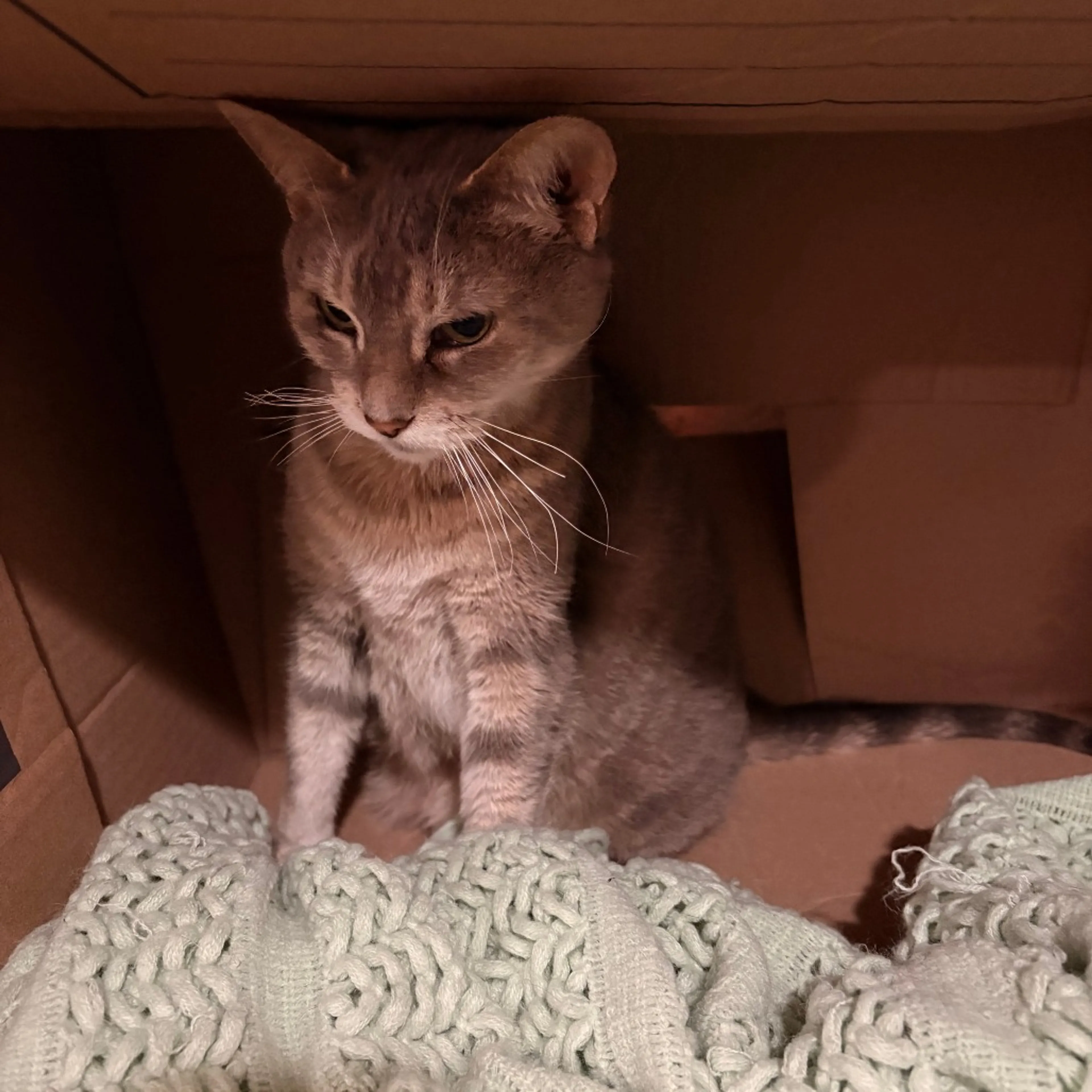 Found pet-1