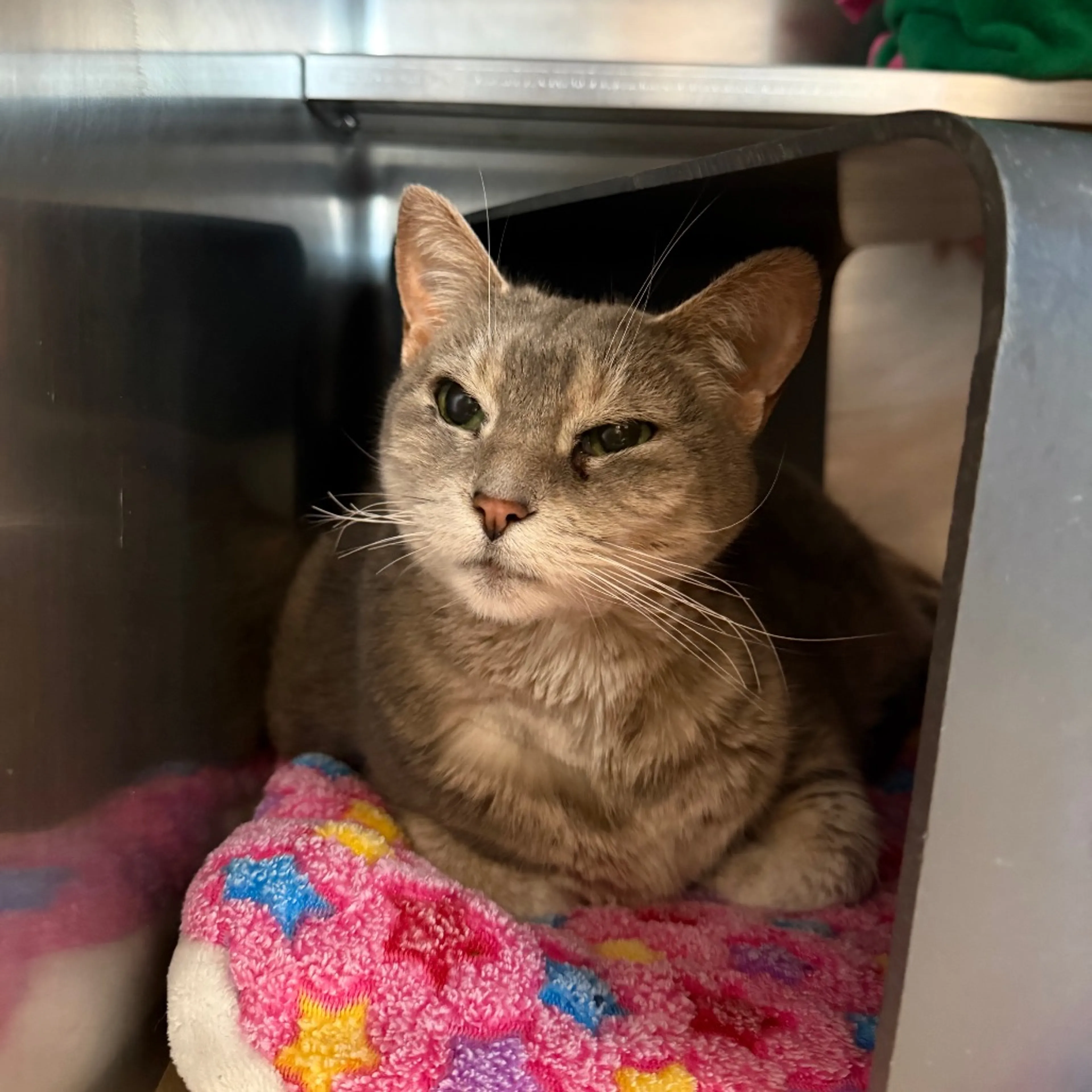 Found pet-3