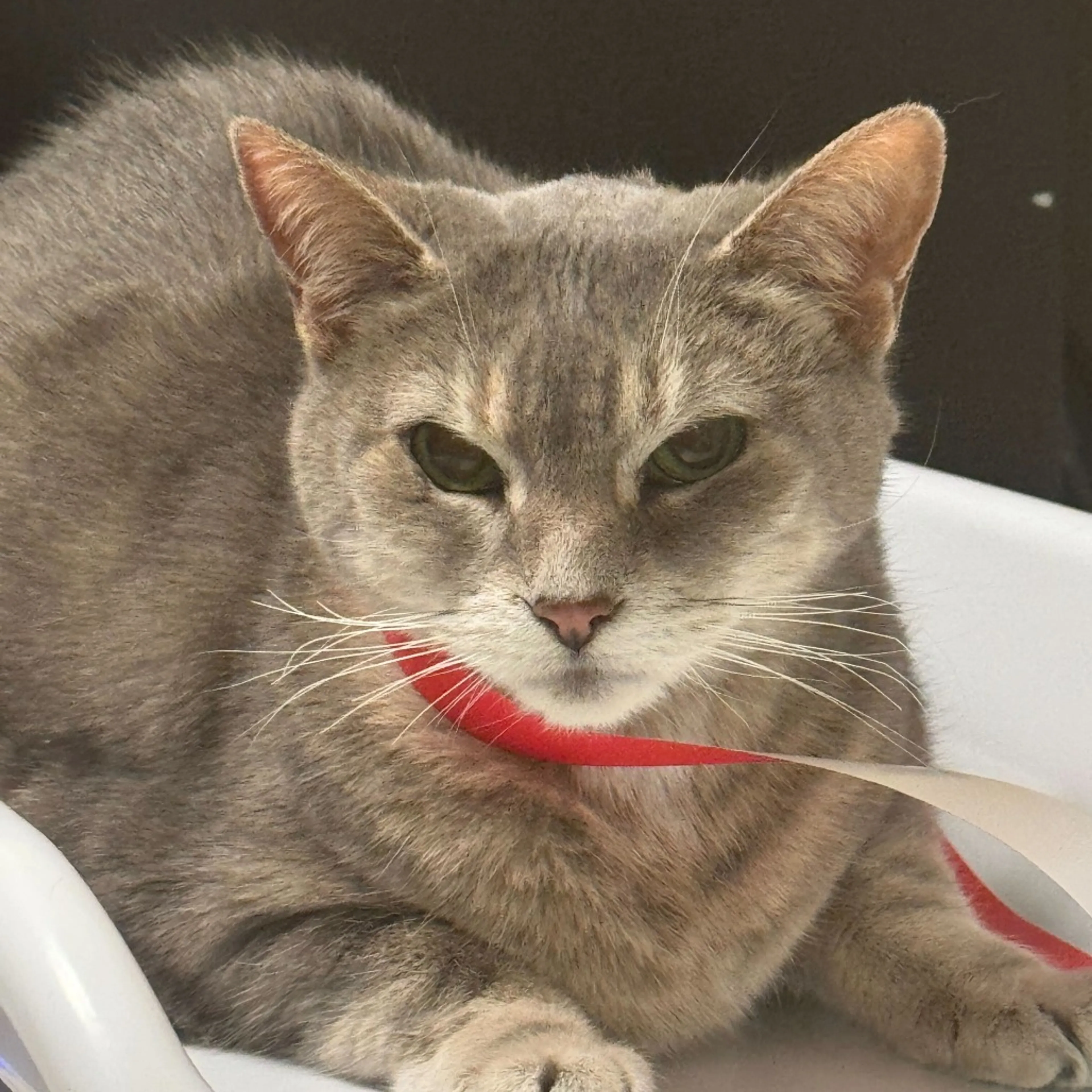 Found pet-5