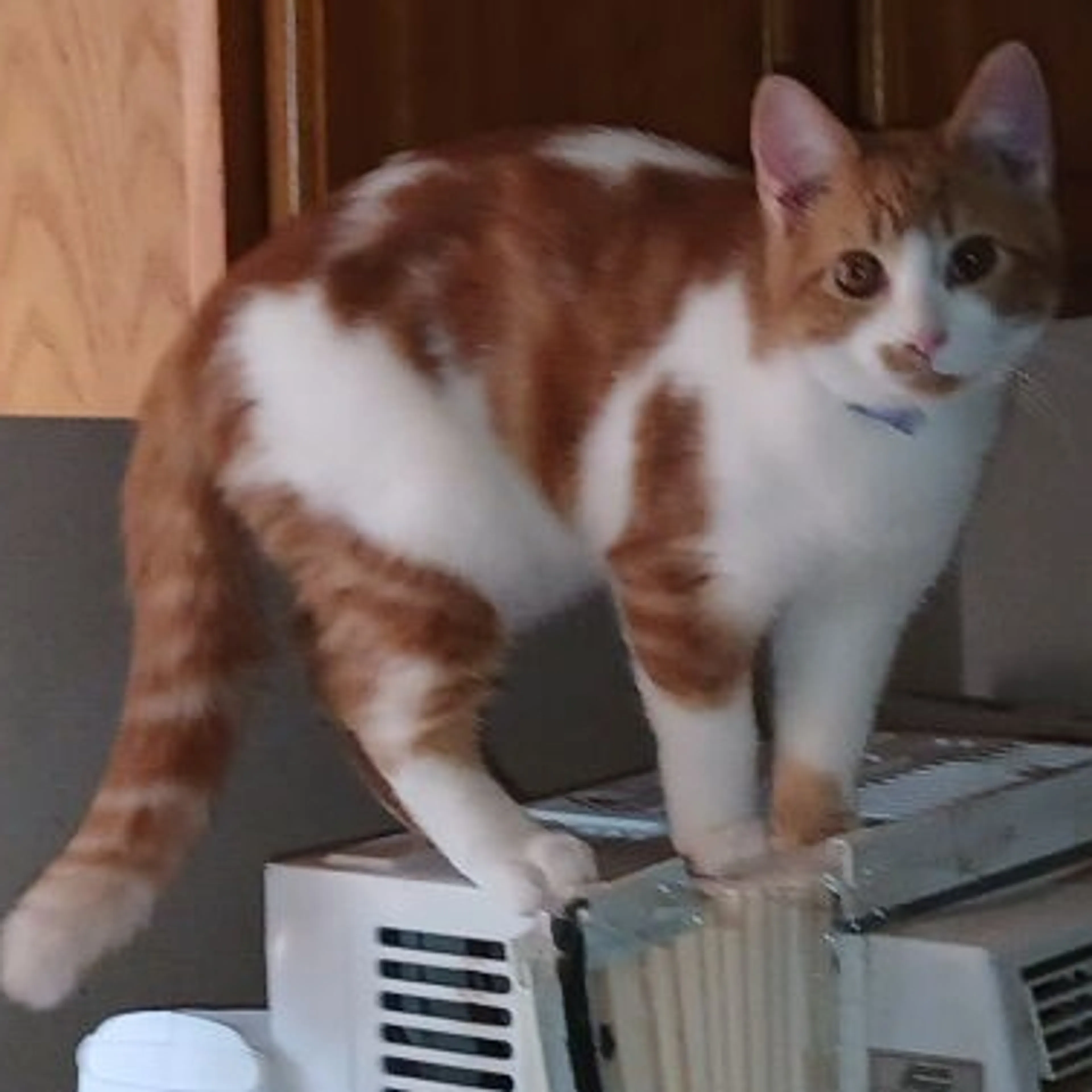 Lost pet-3