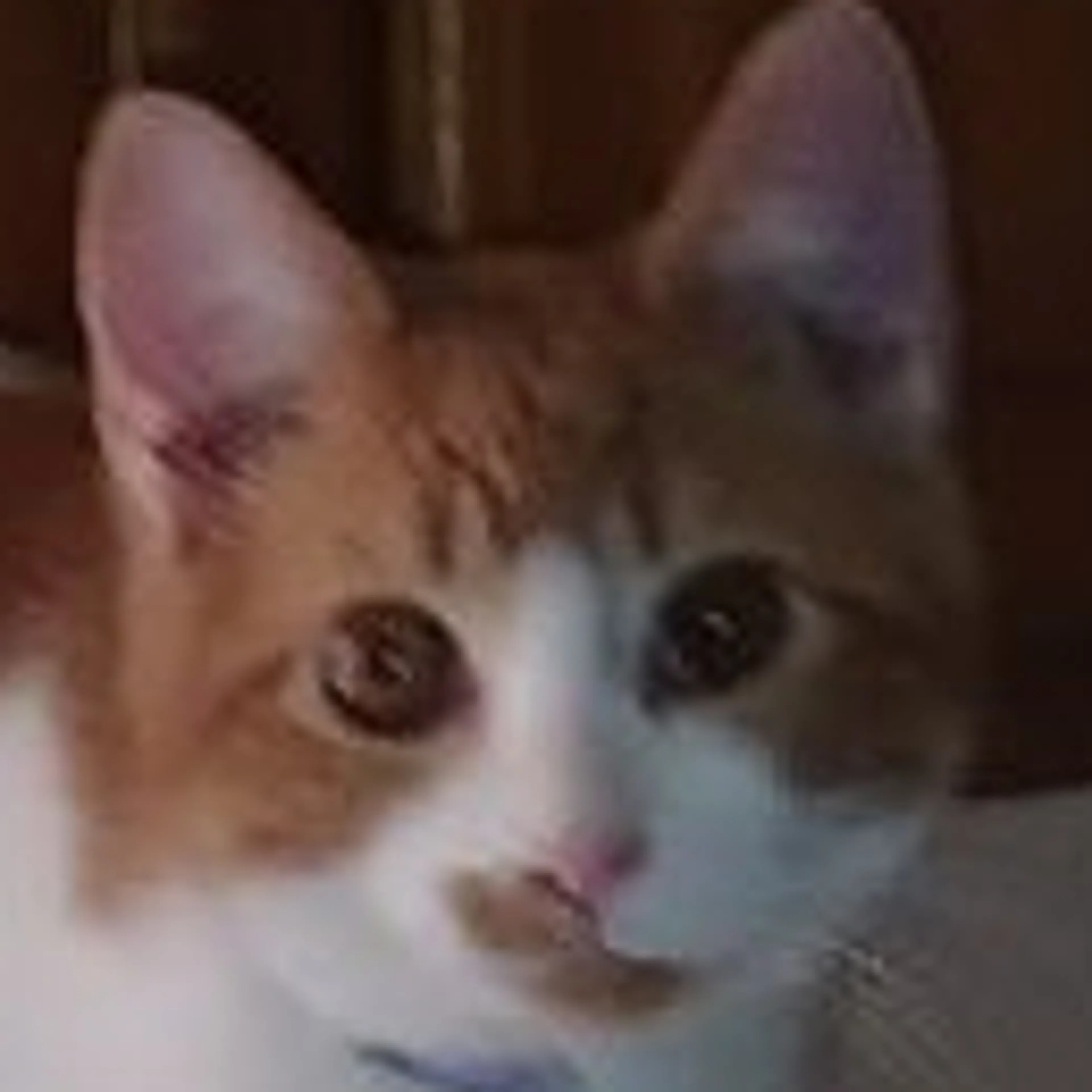 Lost pet-2