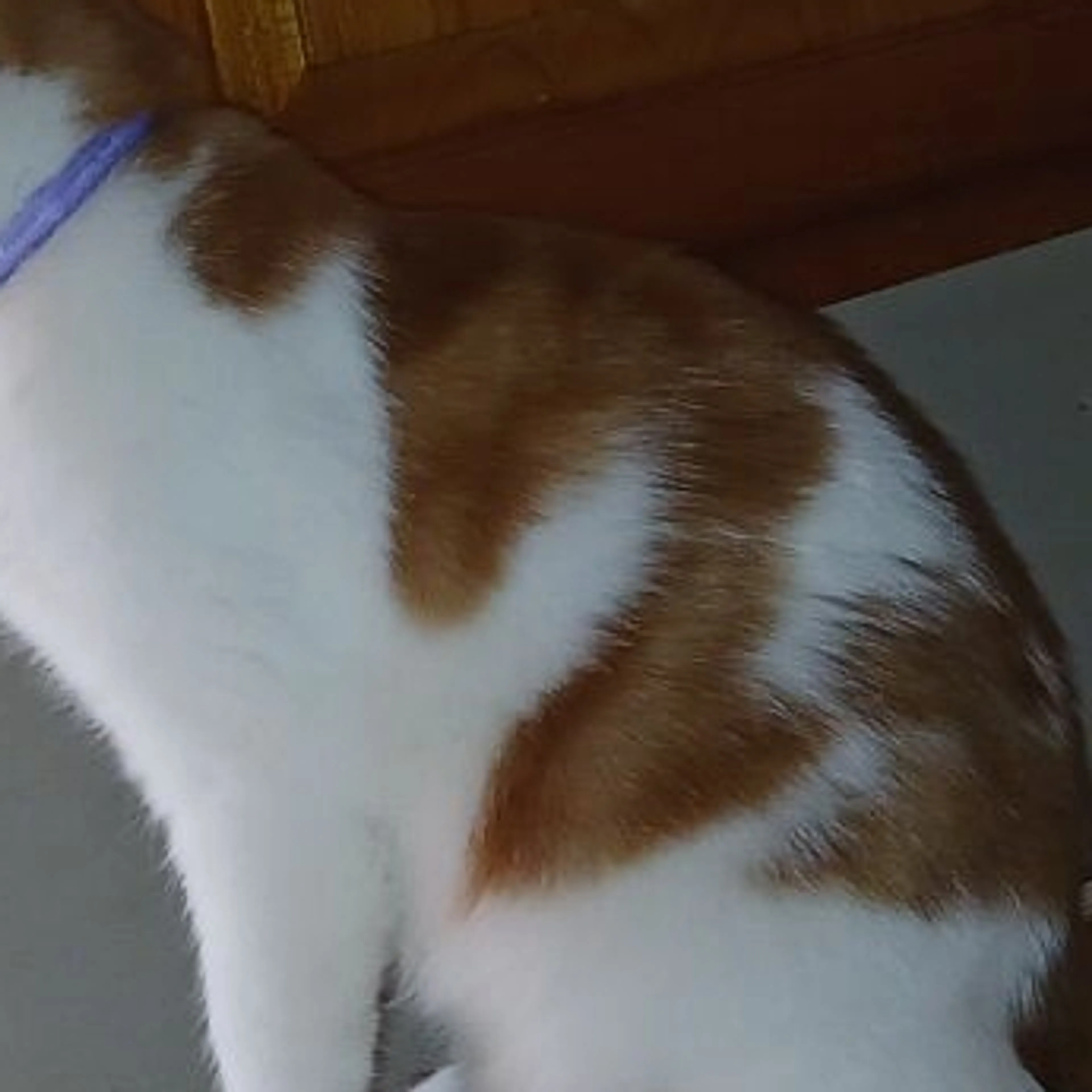 Lost pet-1