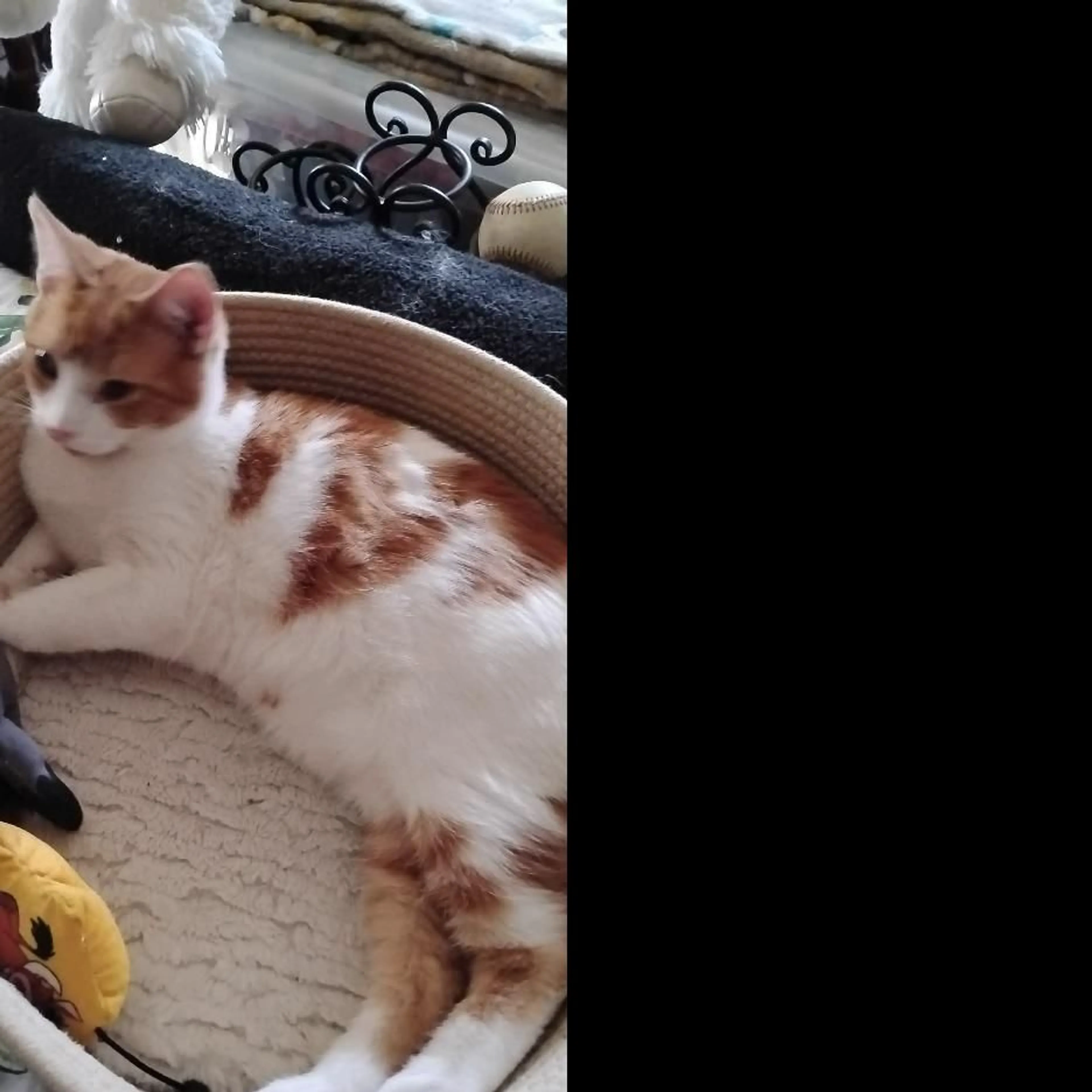 Lost pet-0