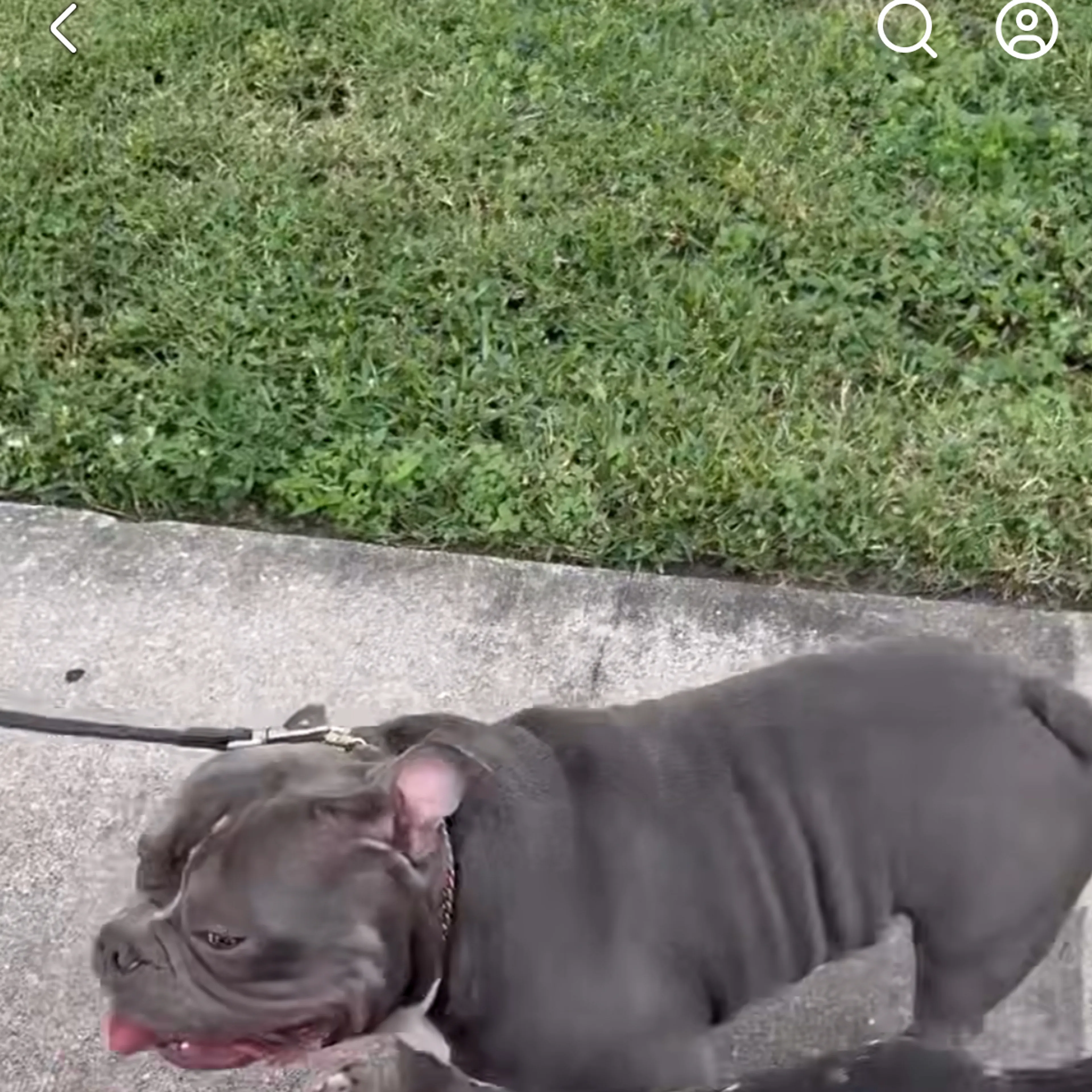 Lost pet-1