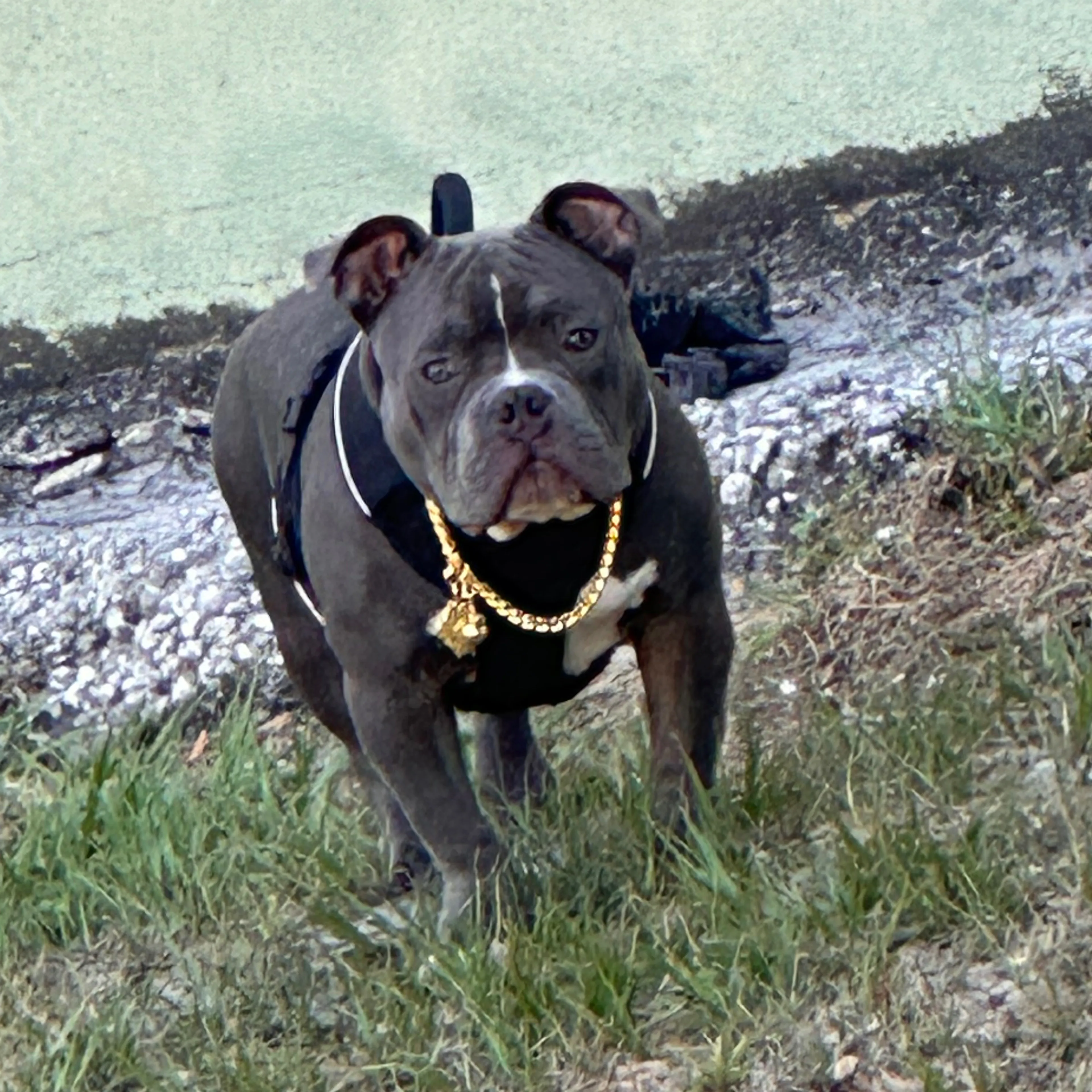 Lost pet-3