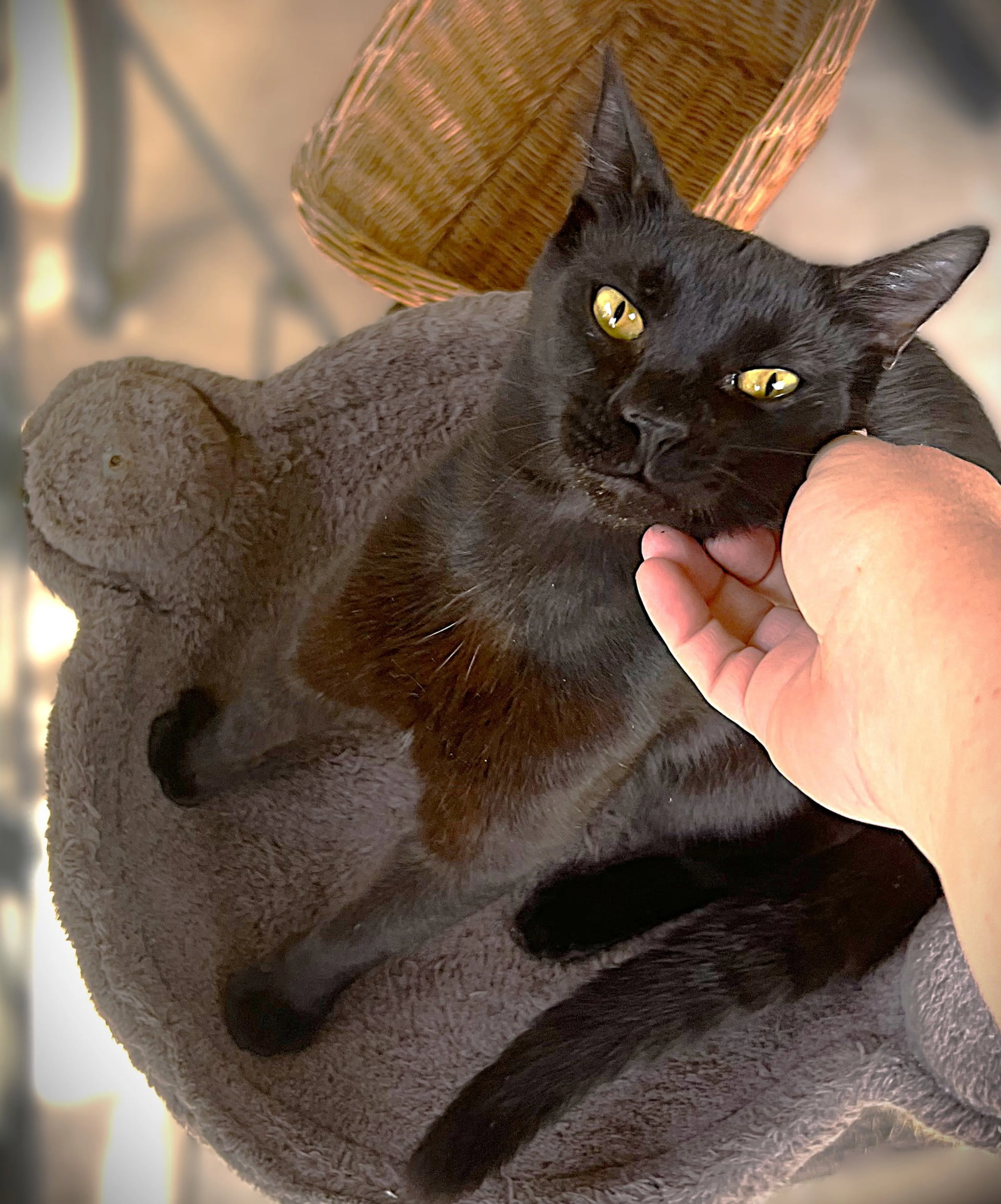 Found pet-1