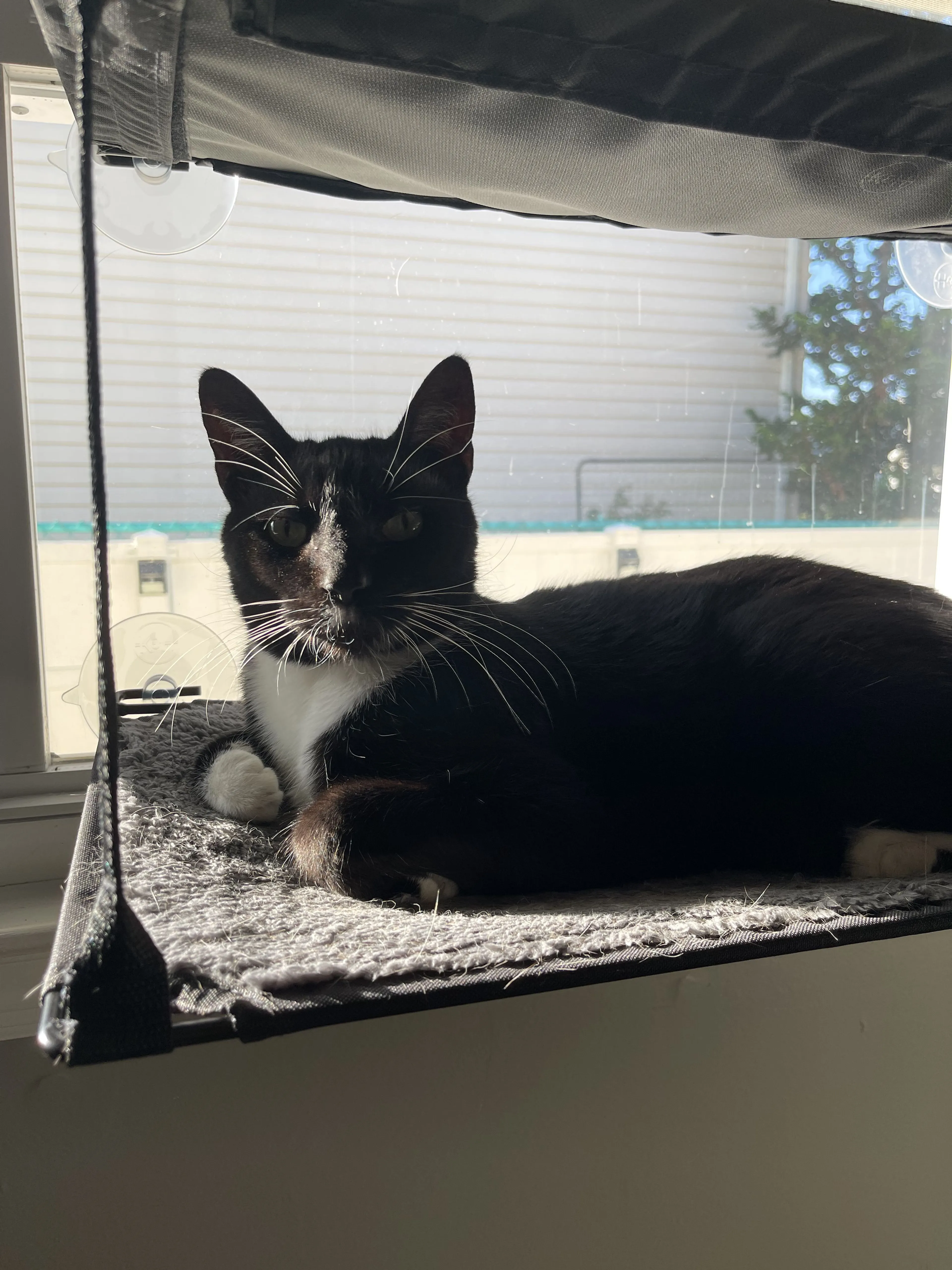 Lost pet-3