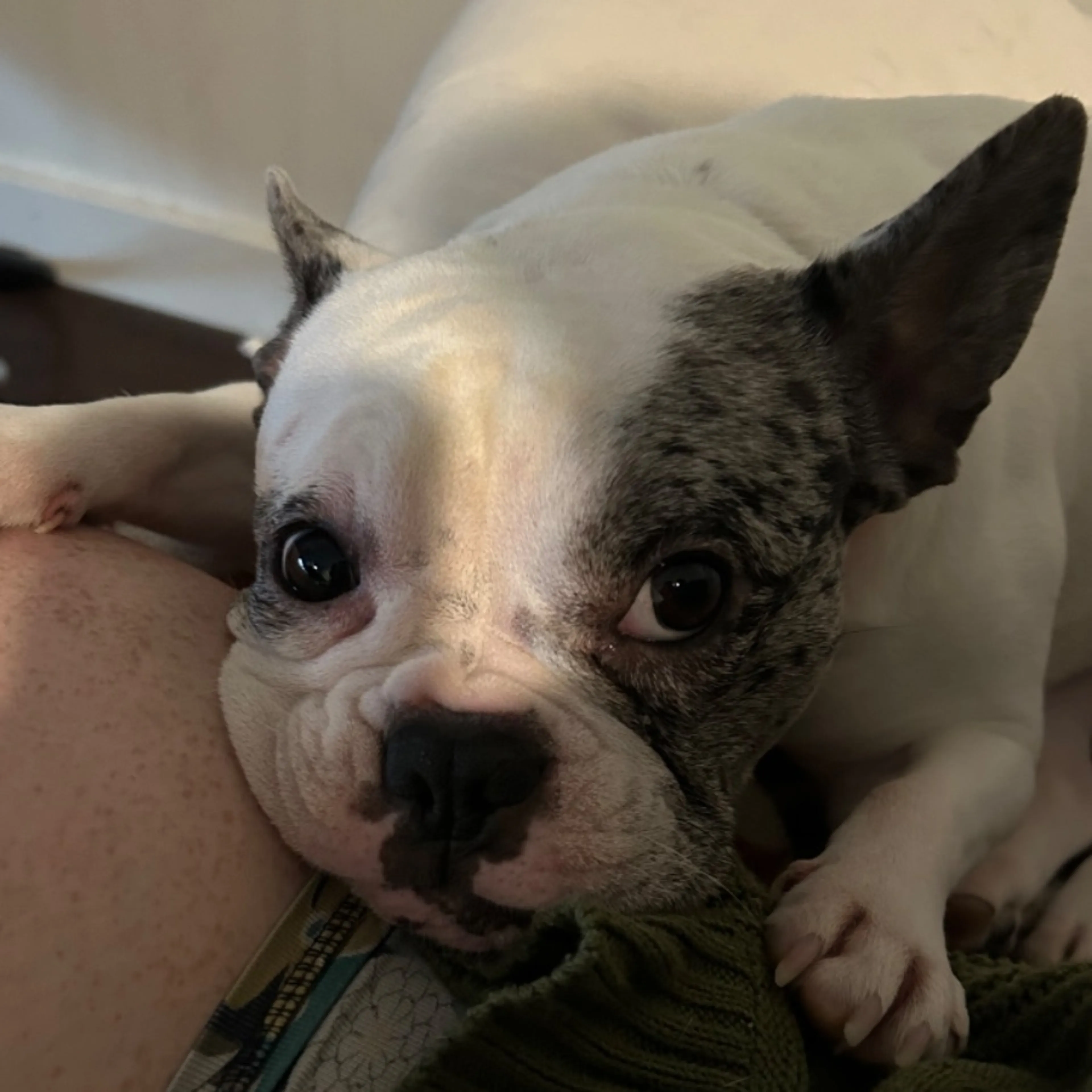 Found pet