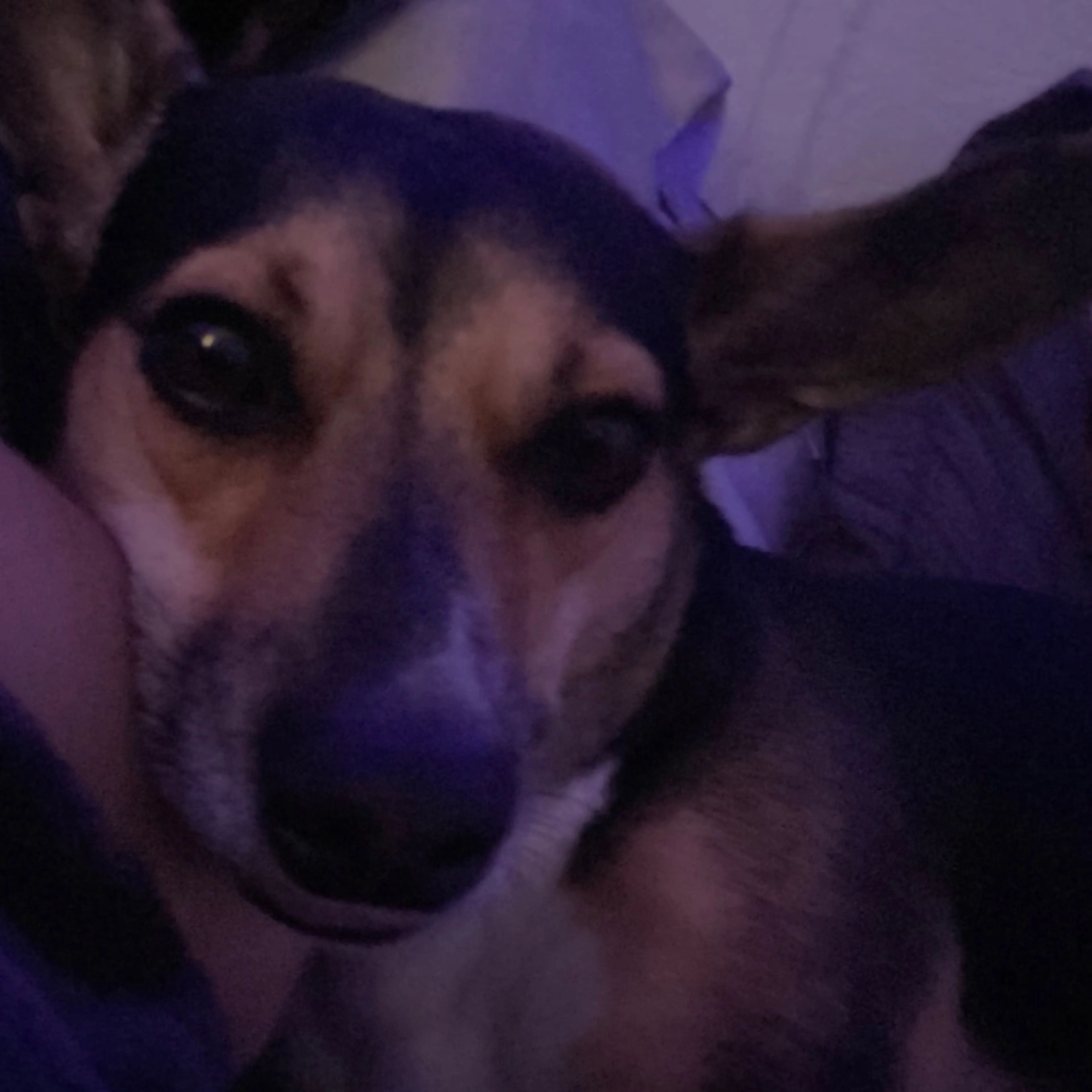 Lost pet