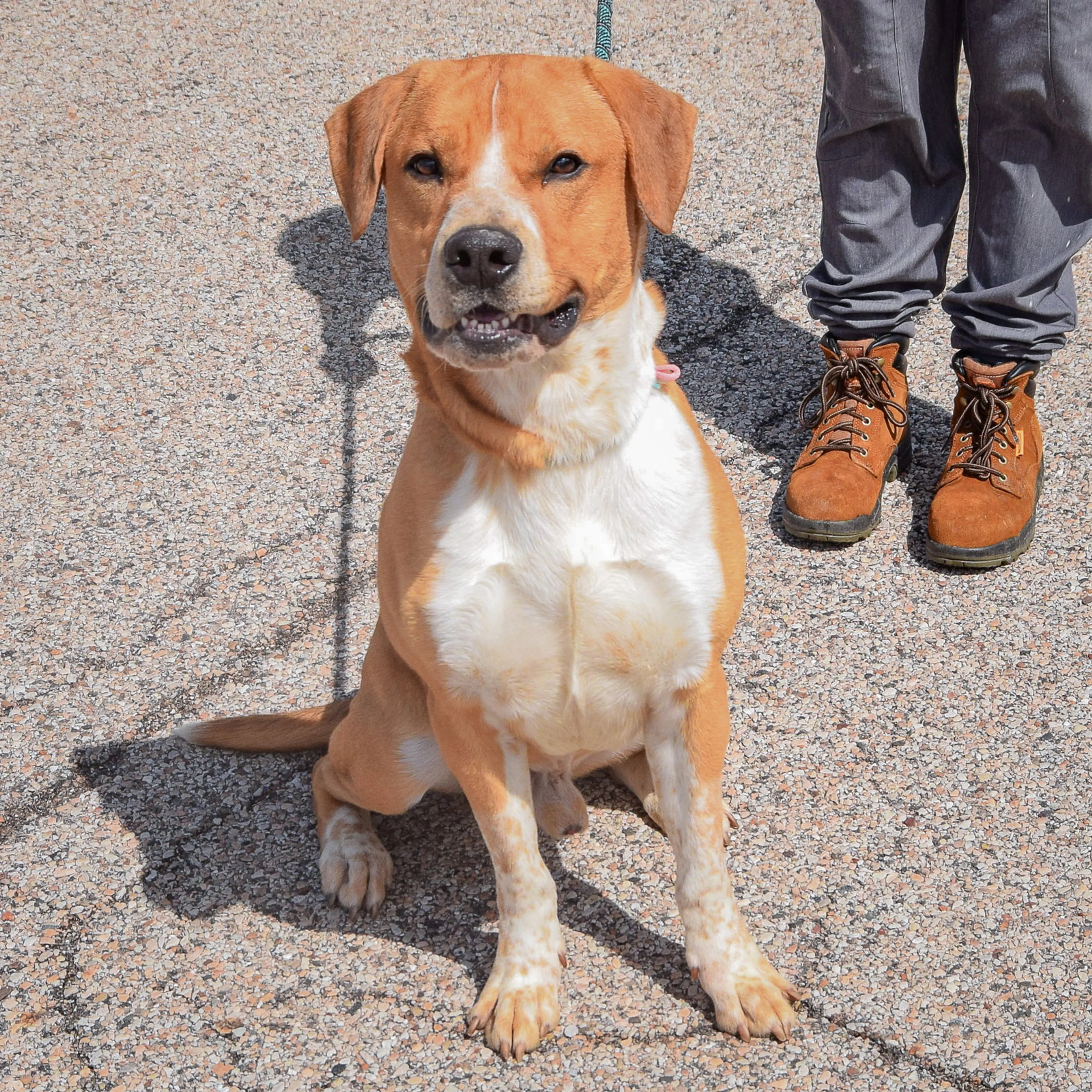 Found pet-2