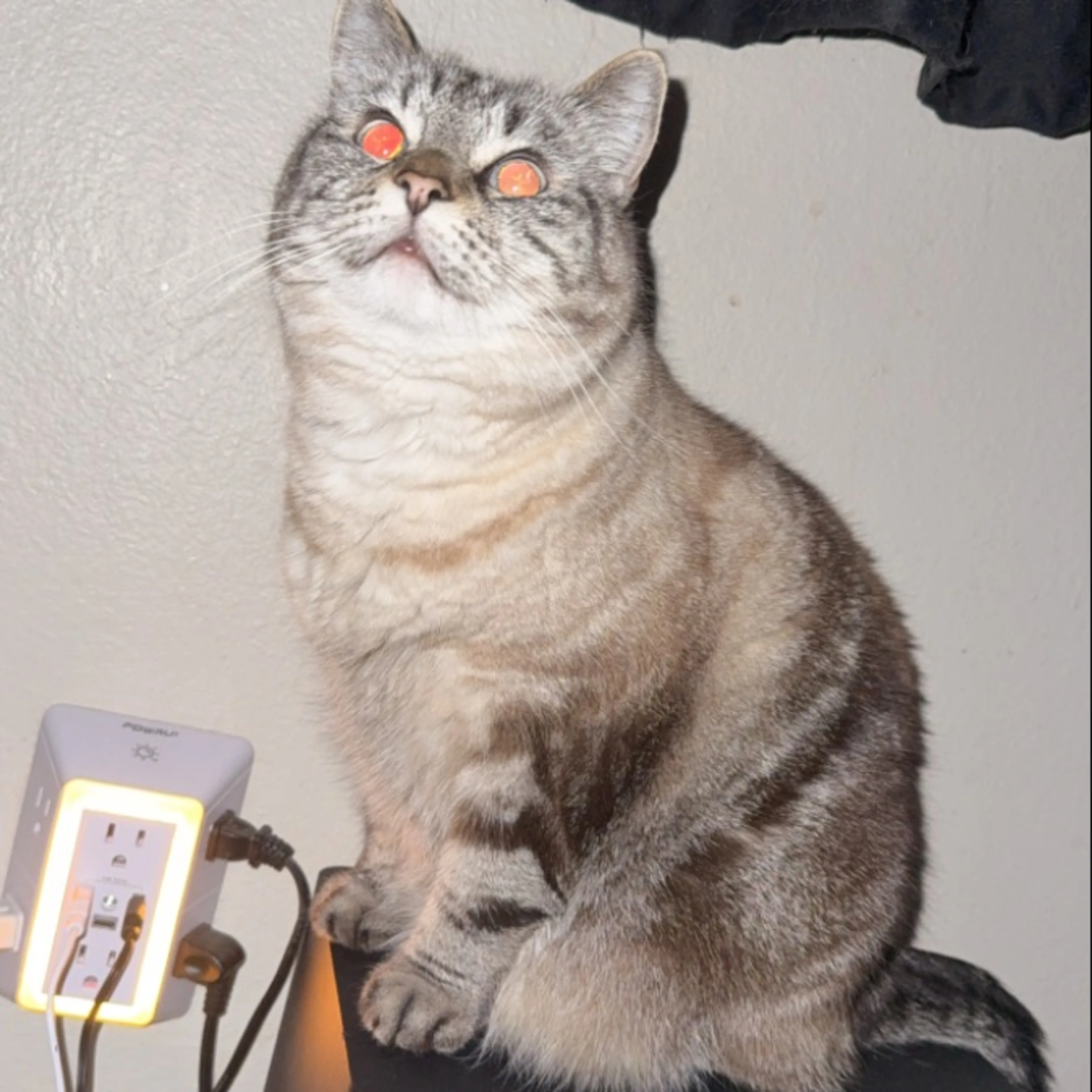 Lost pet