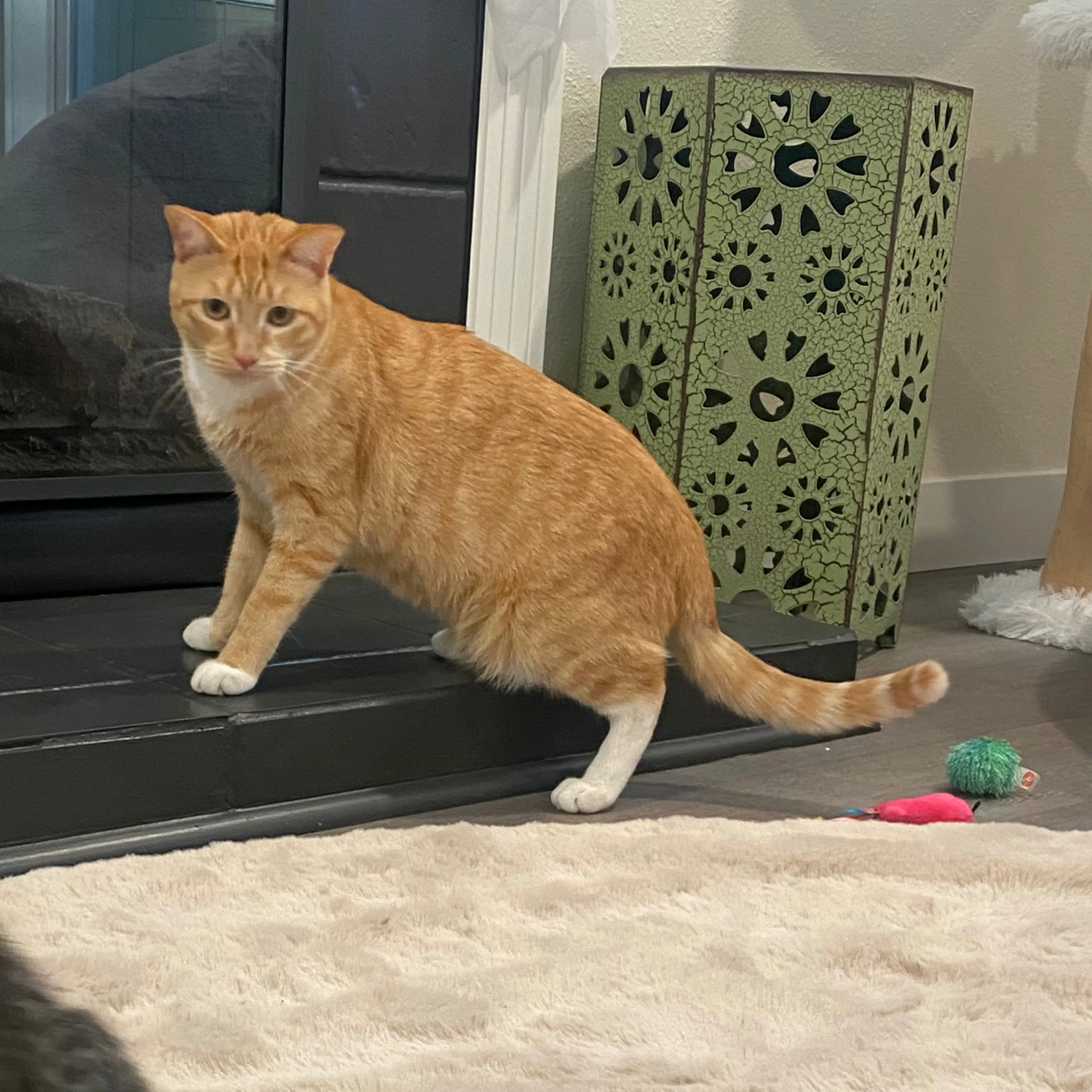 Lost pet-1