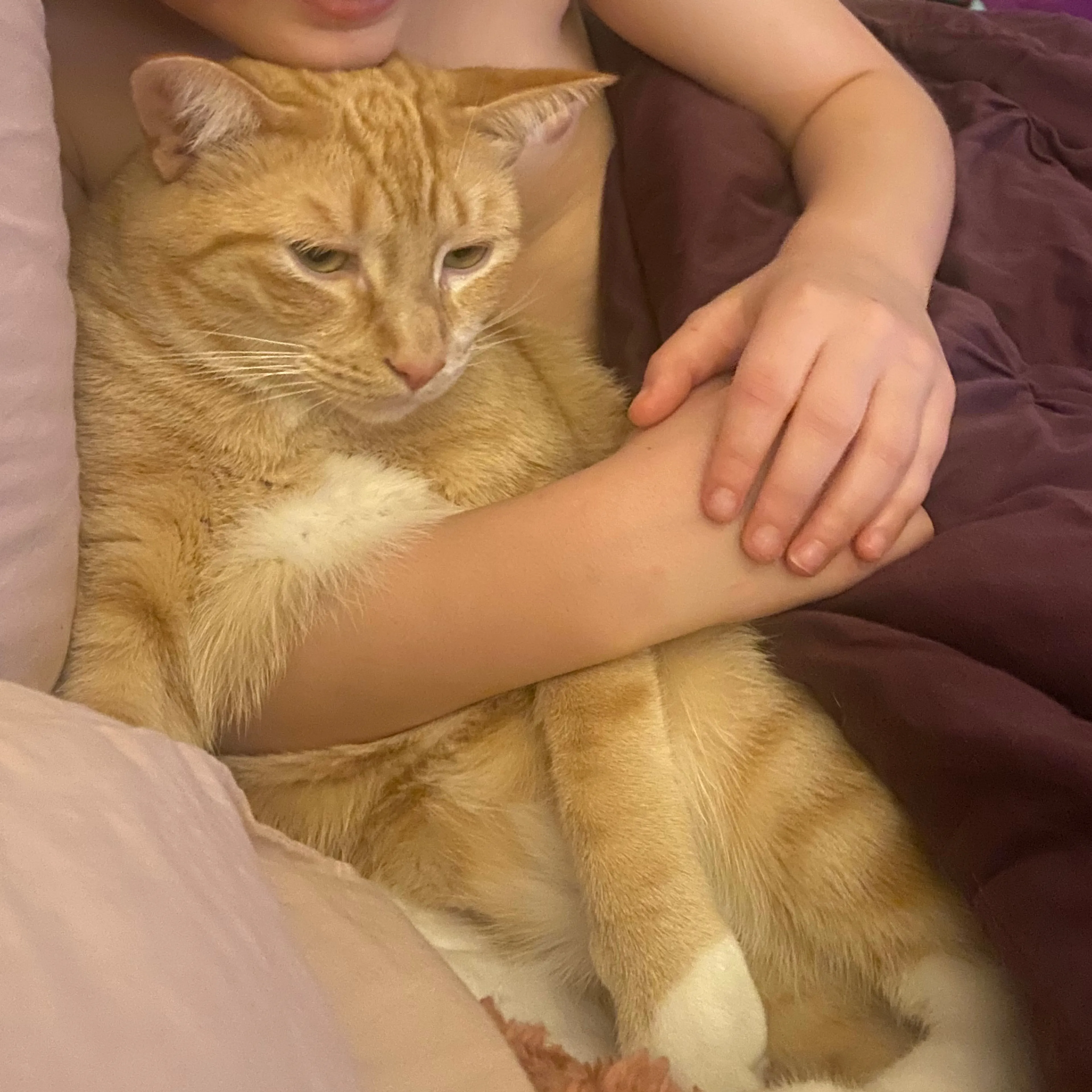 Lost pet-2