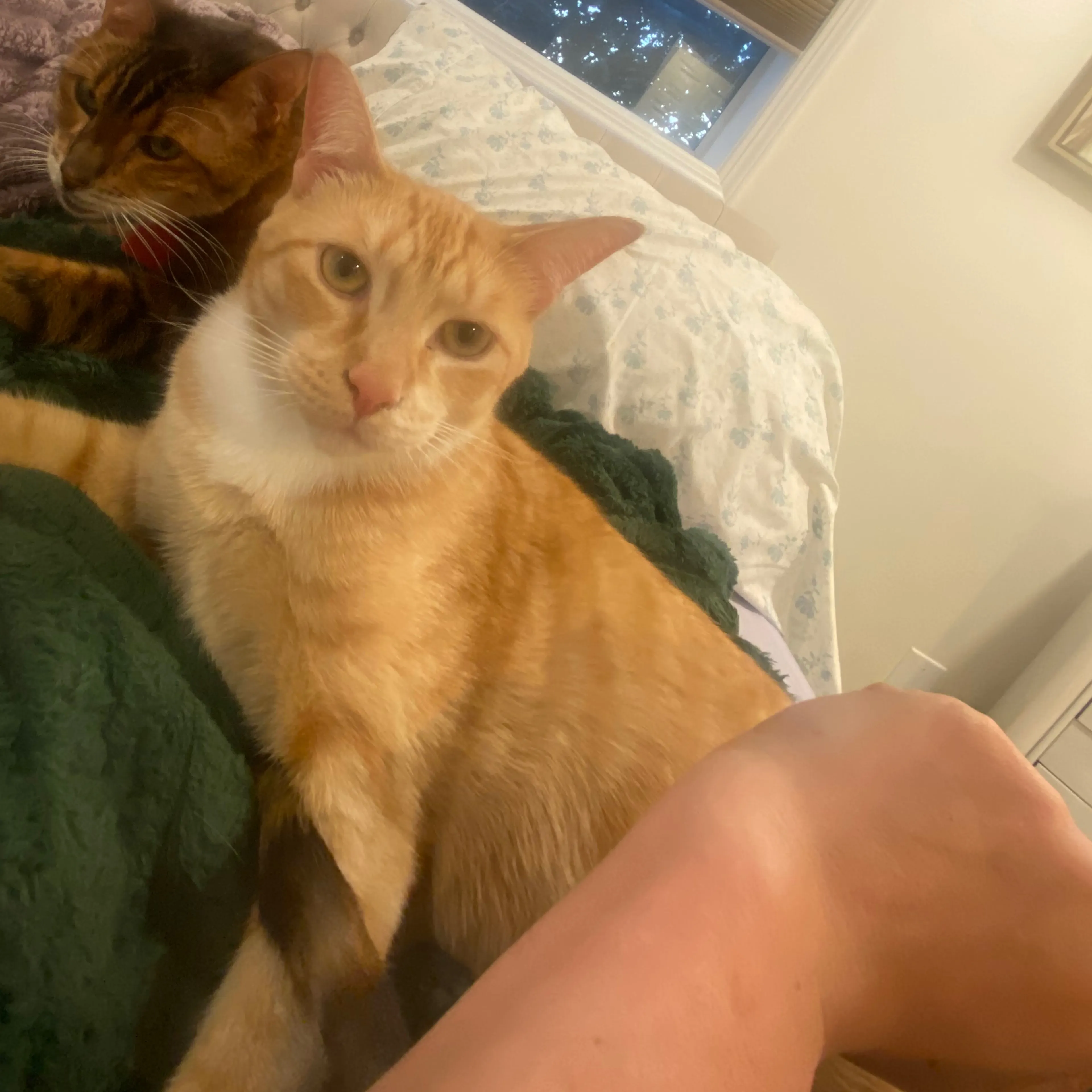 Lost pet-3