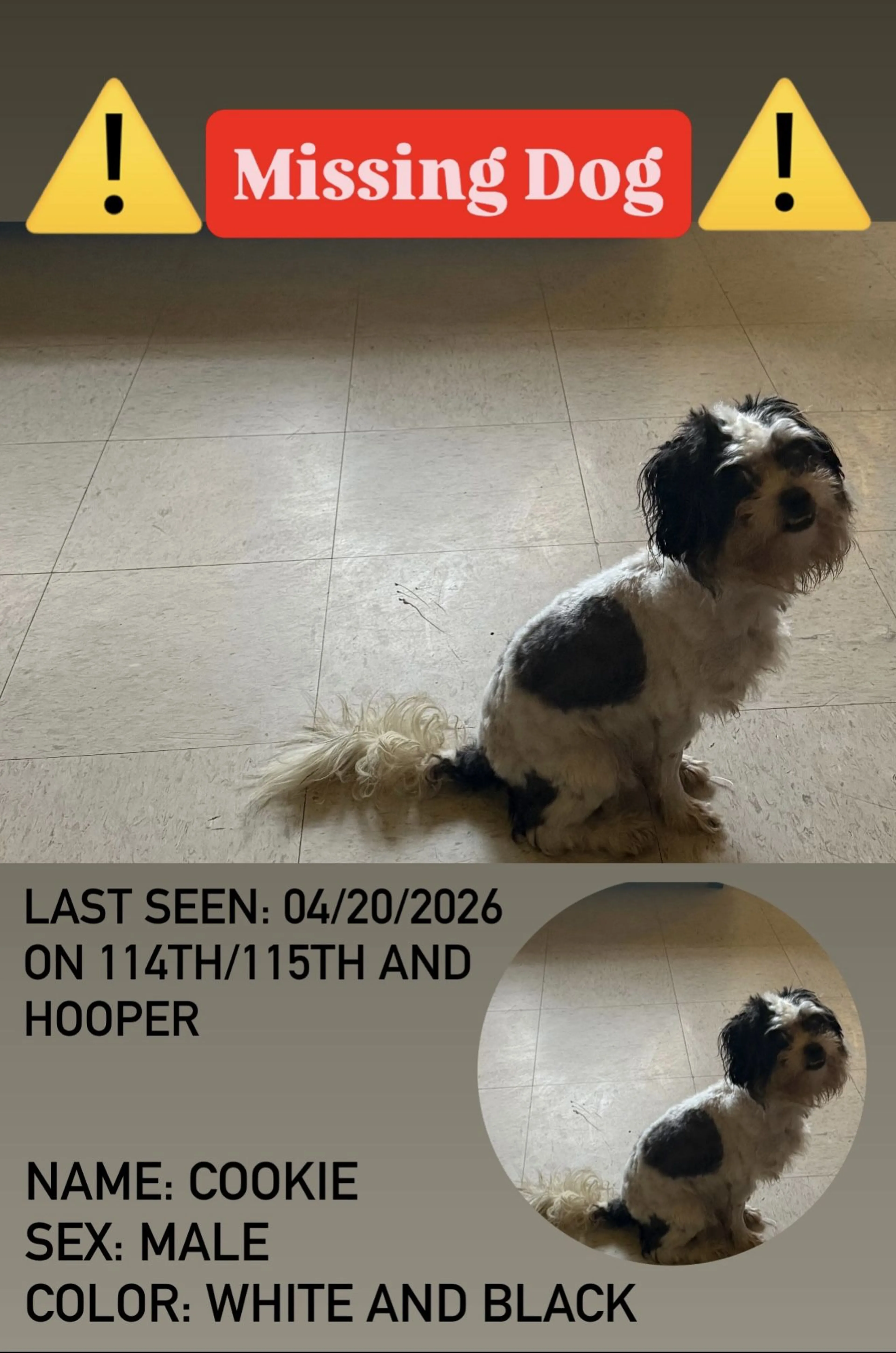 Lost pet-1