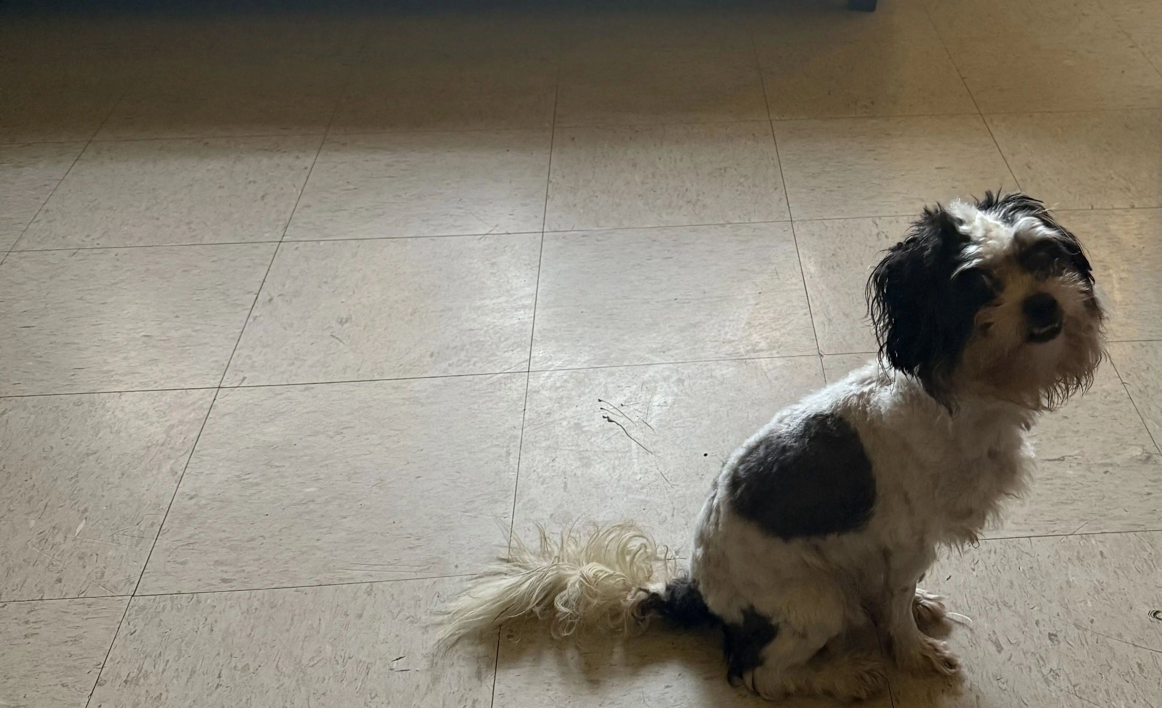 Lost pet-0