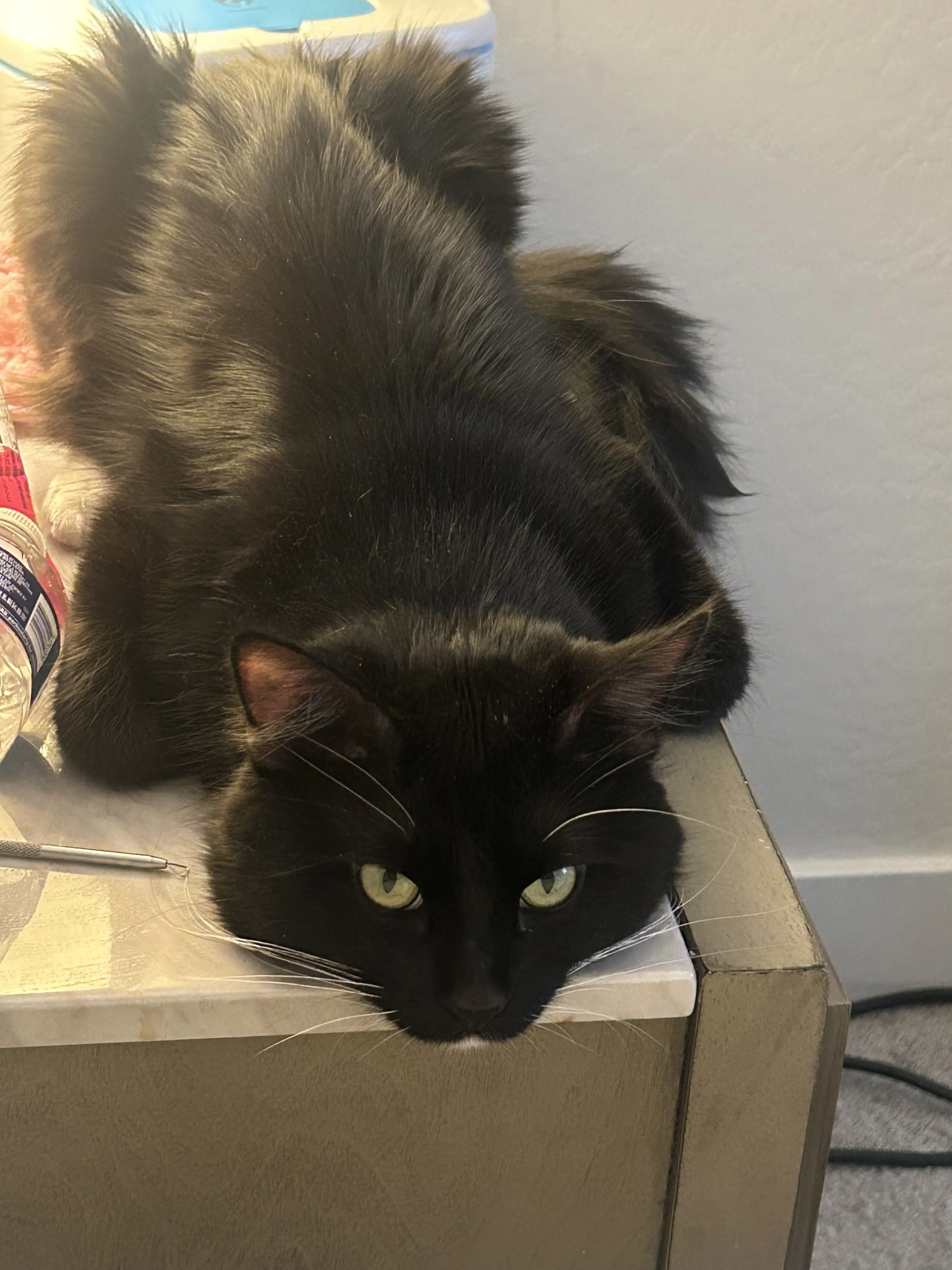 Lost pet-1