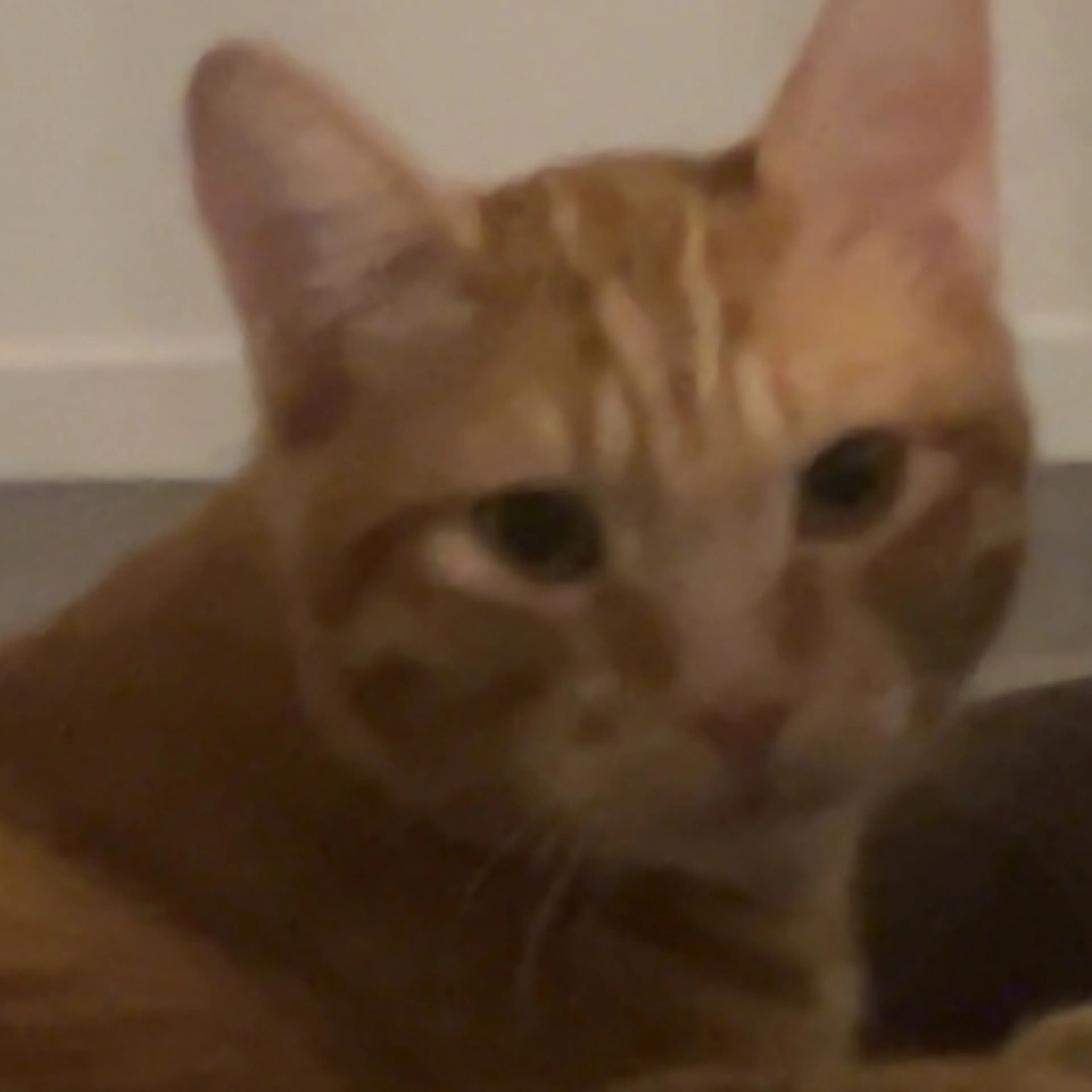 Lost pet-1
