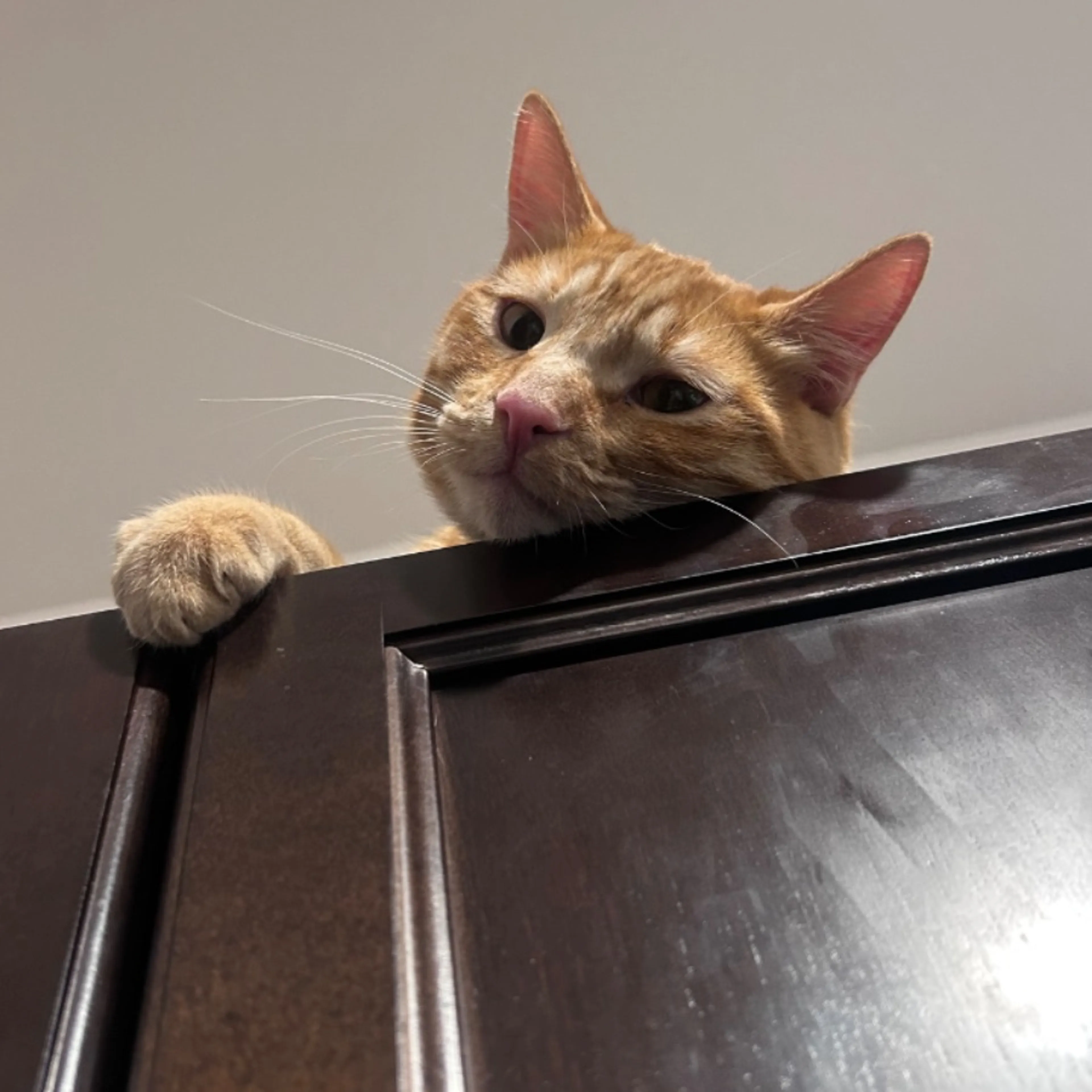 Lost pet-0