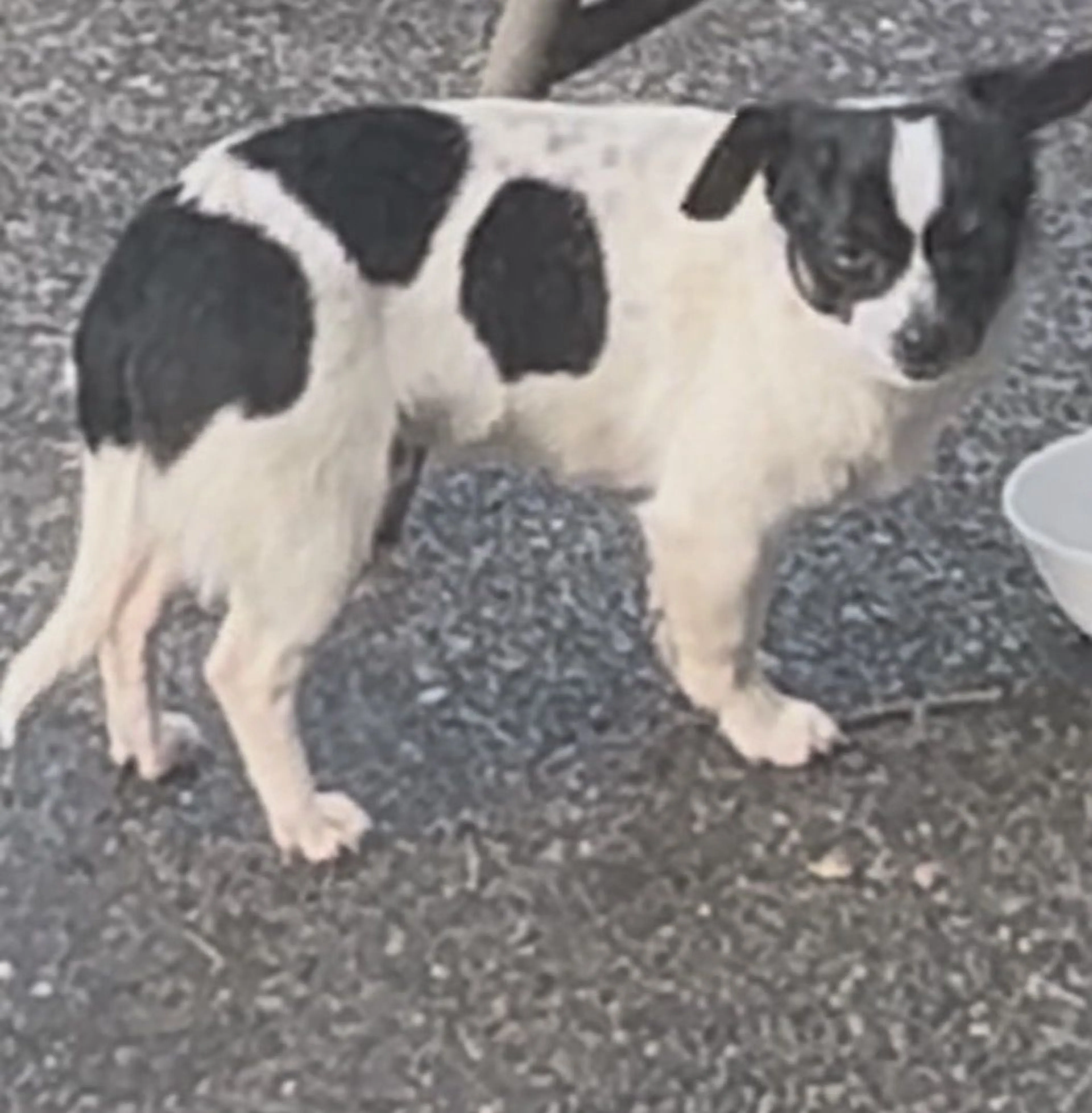 Lost pet-1