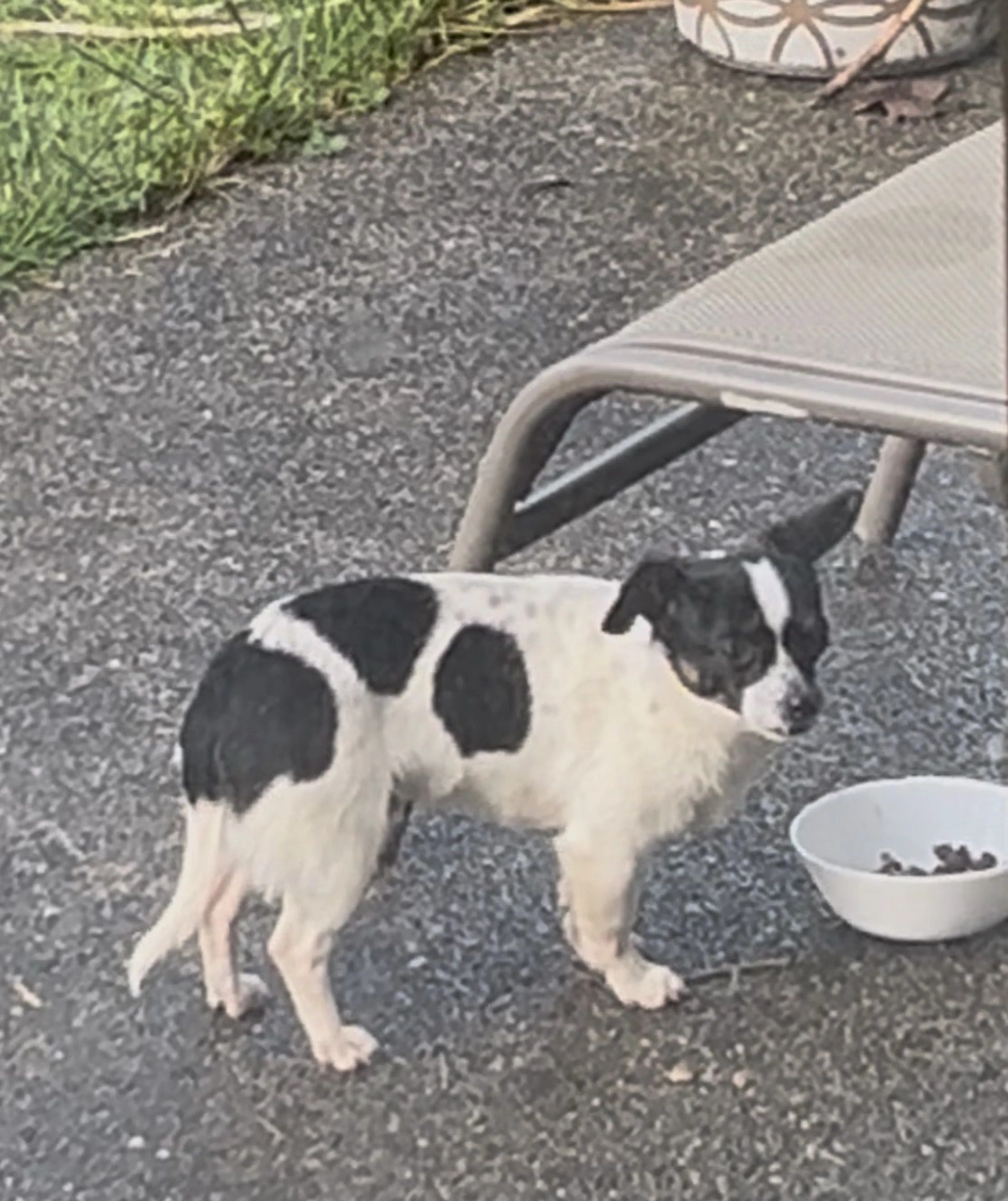 Lost pet-0
