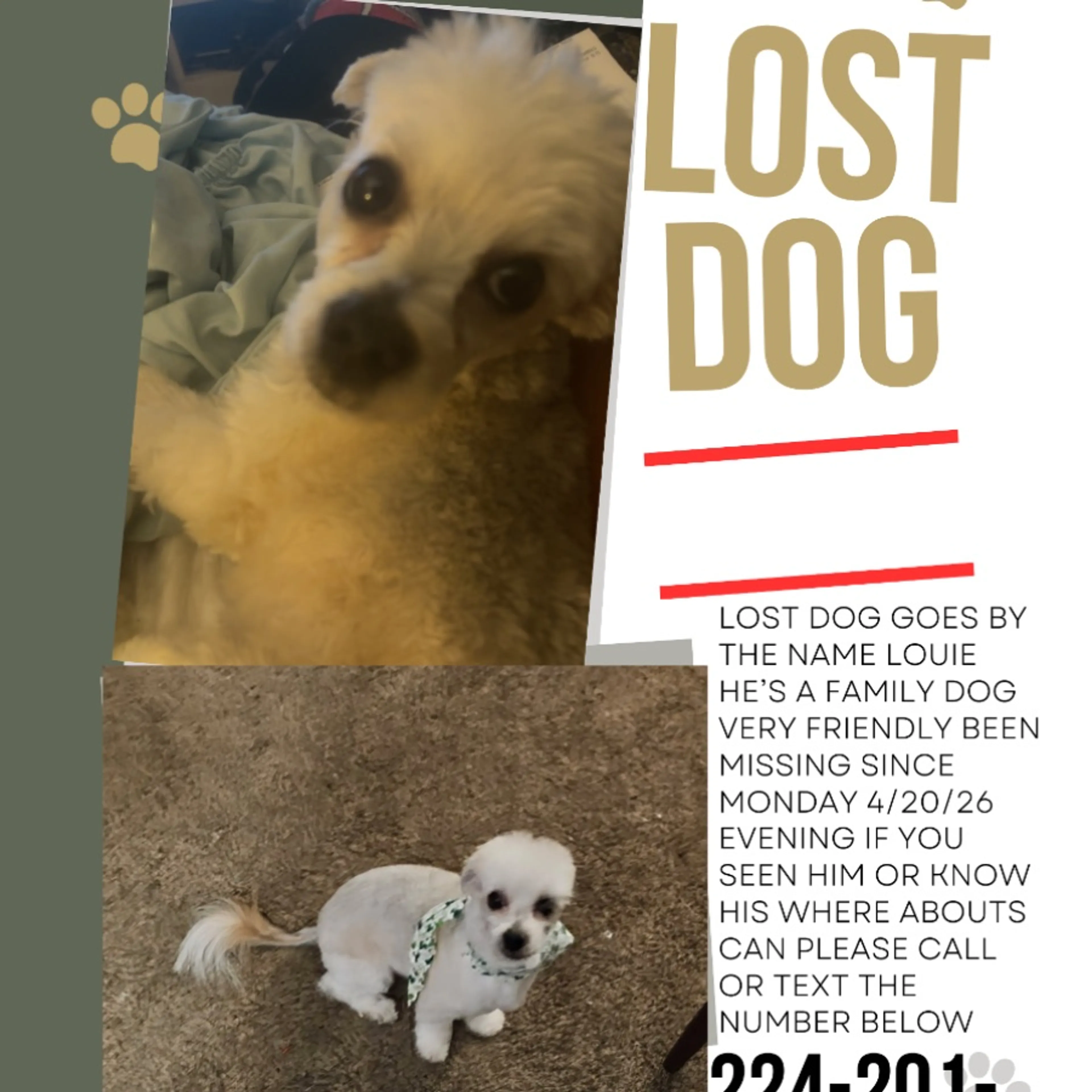 Lost pet-0