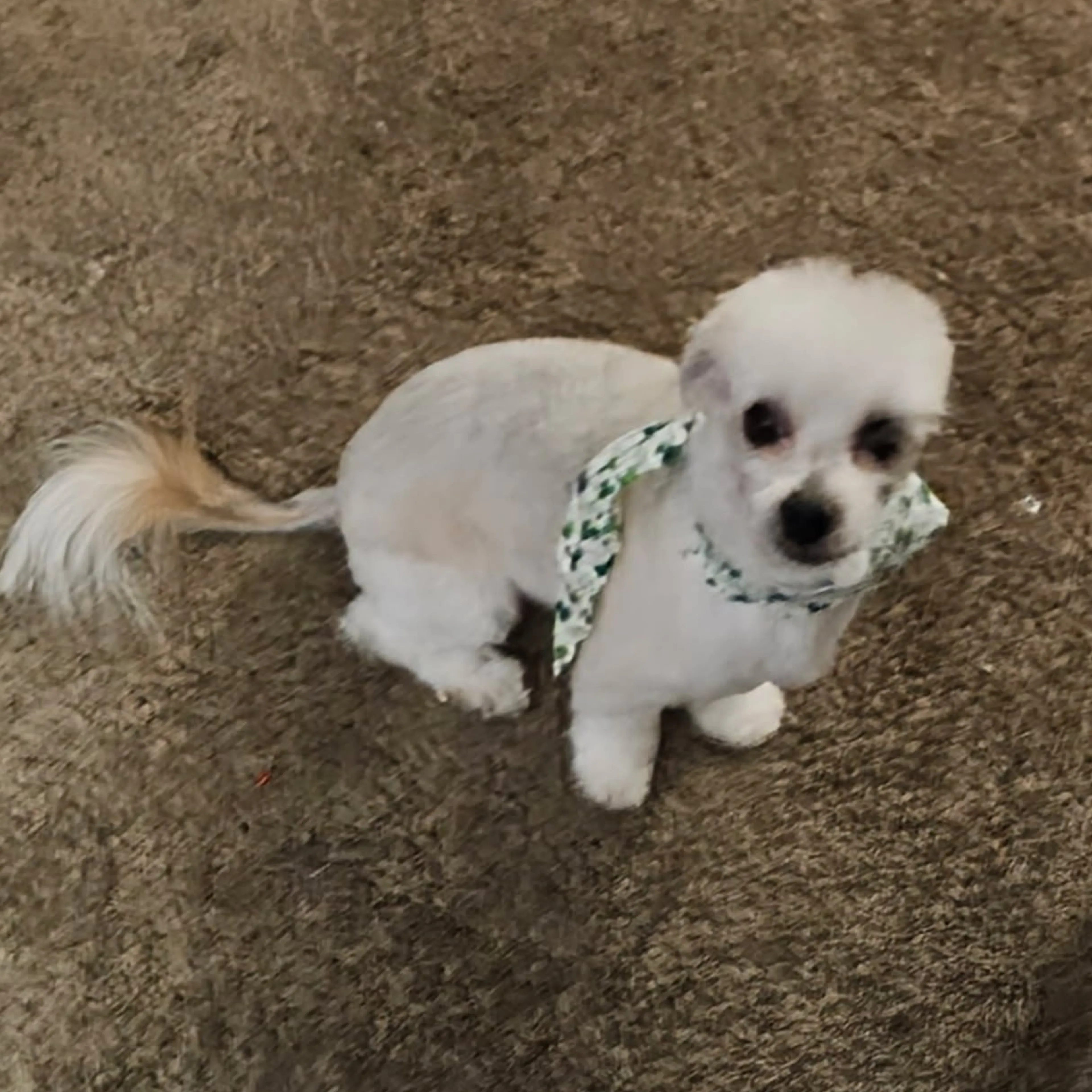 Lost pet-1