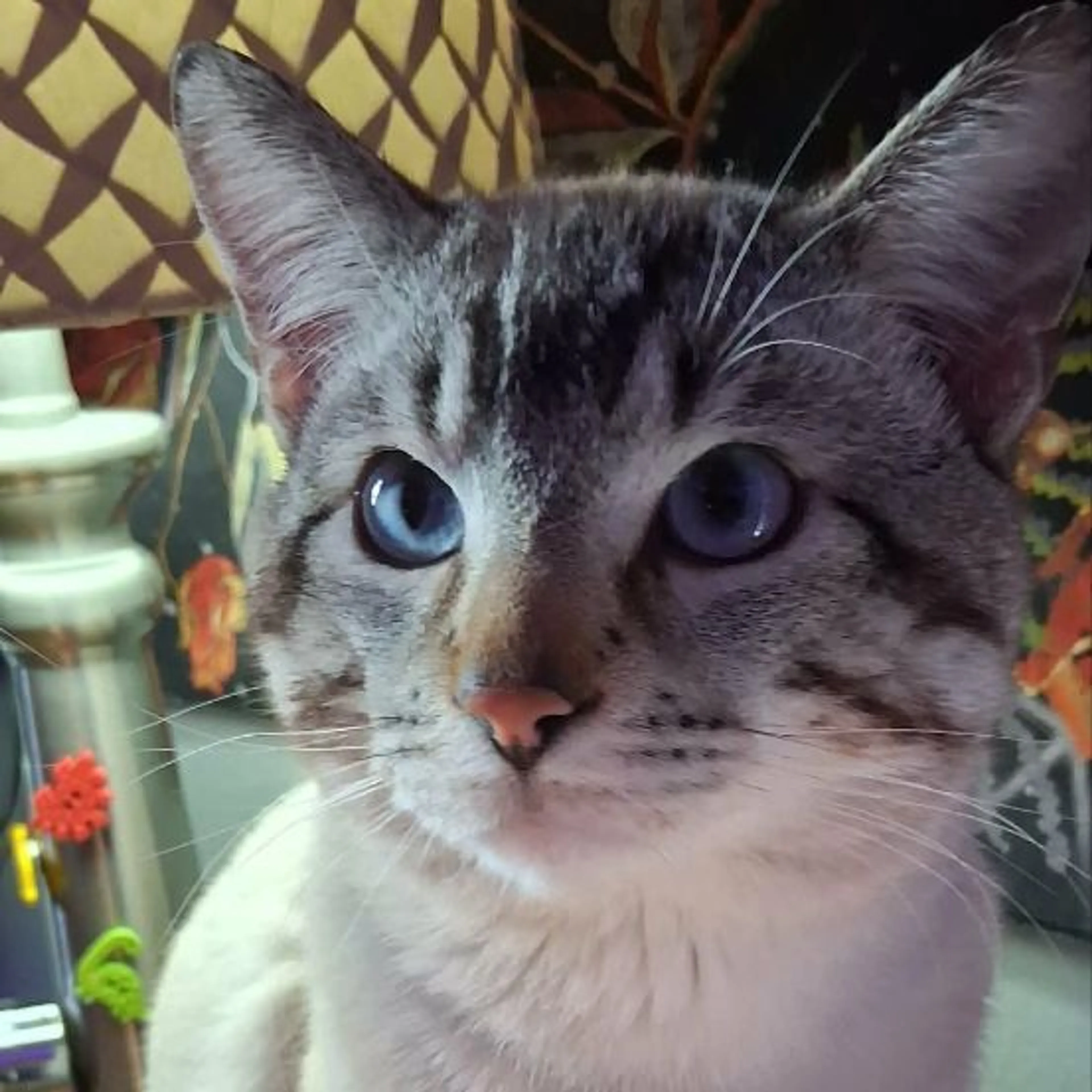 Lost pet