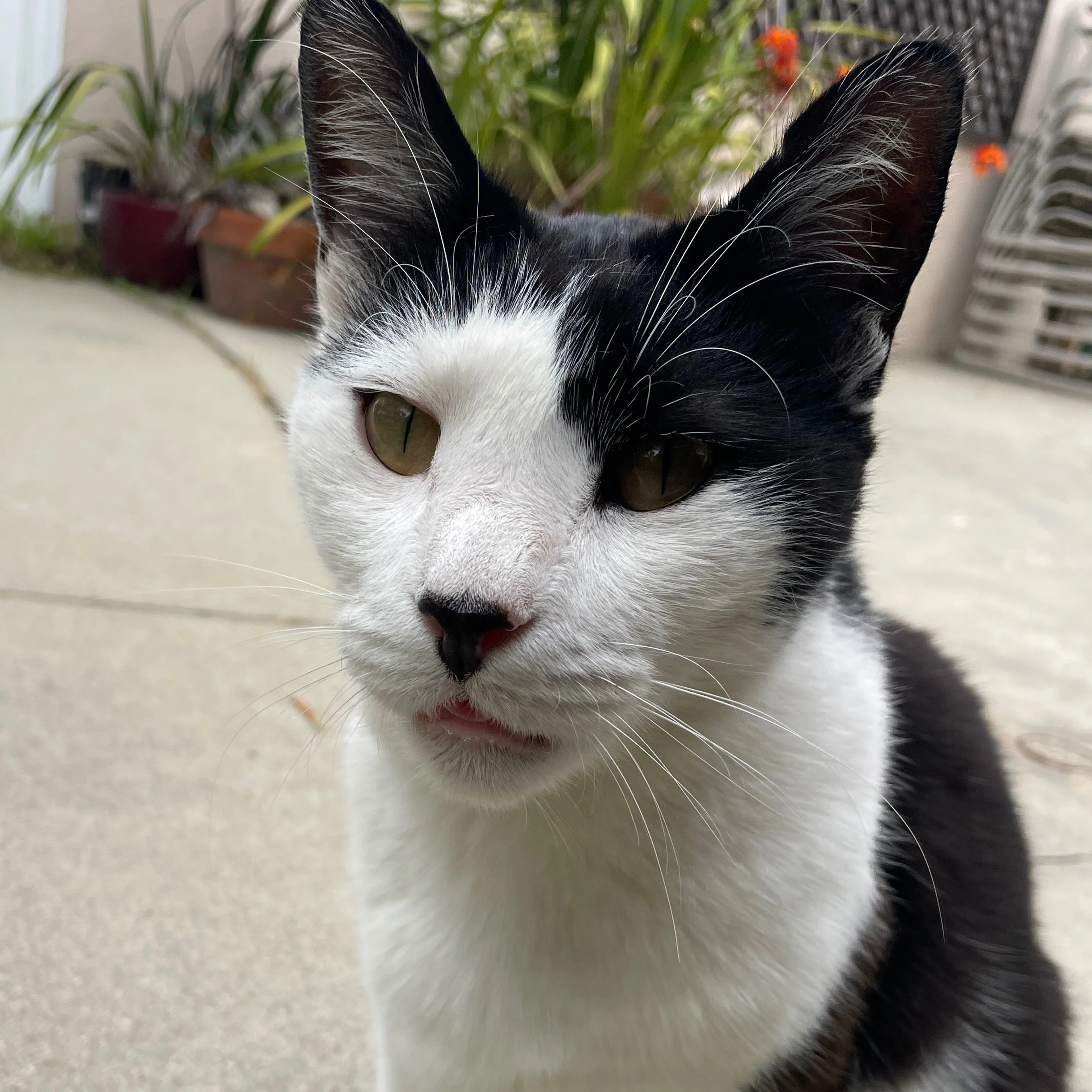 Lost pet-3