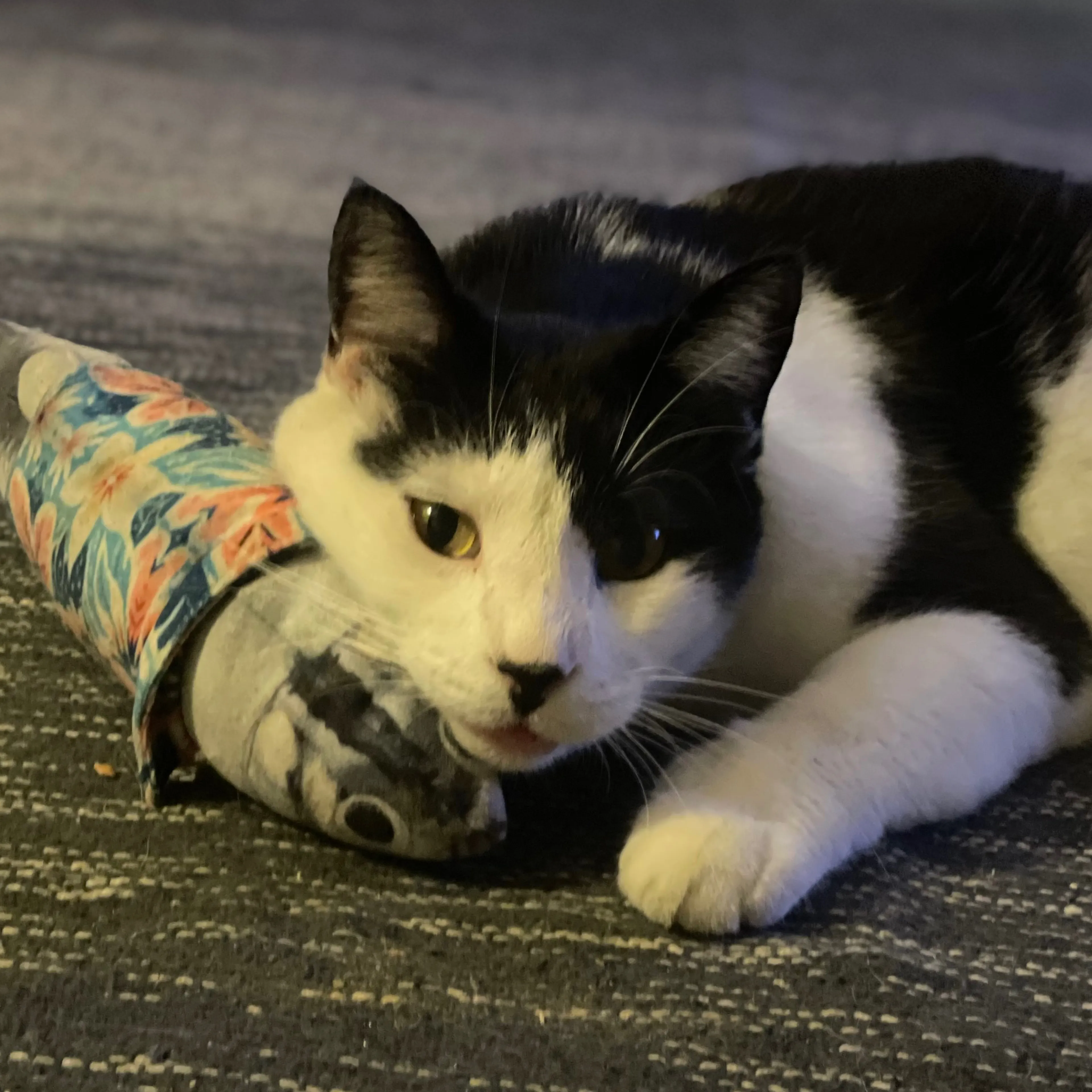 Lost pet-1