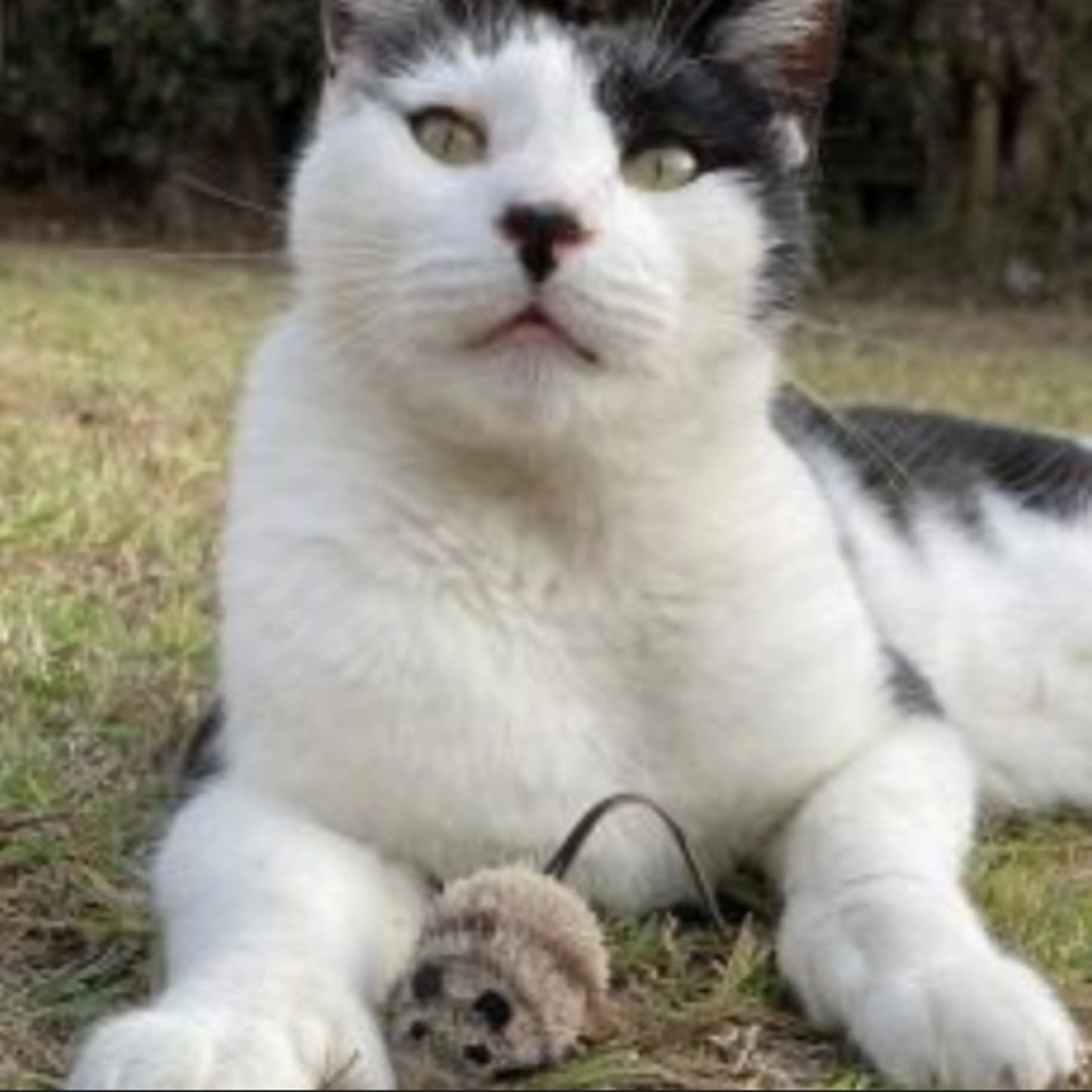 Lost pet-0