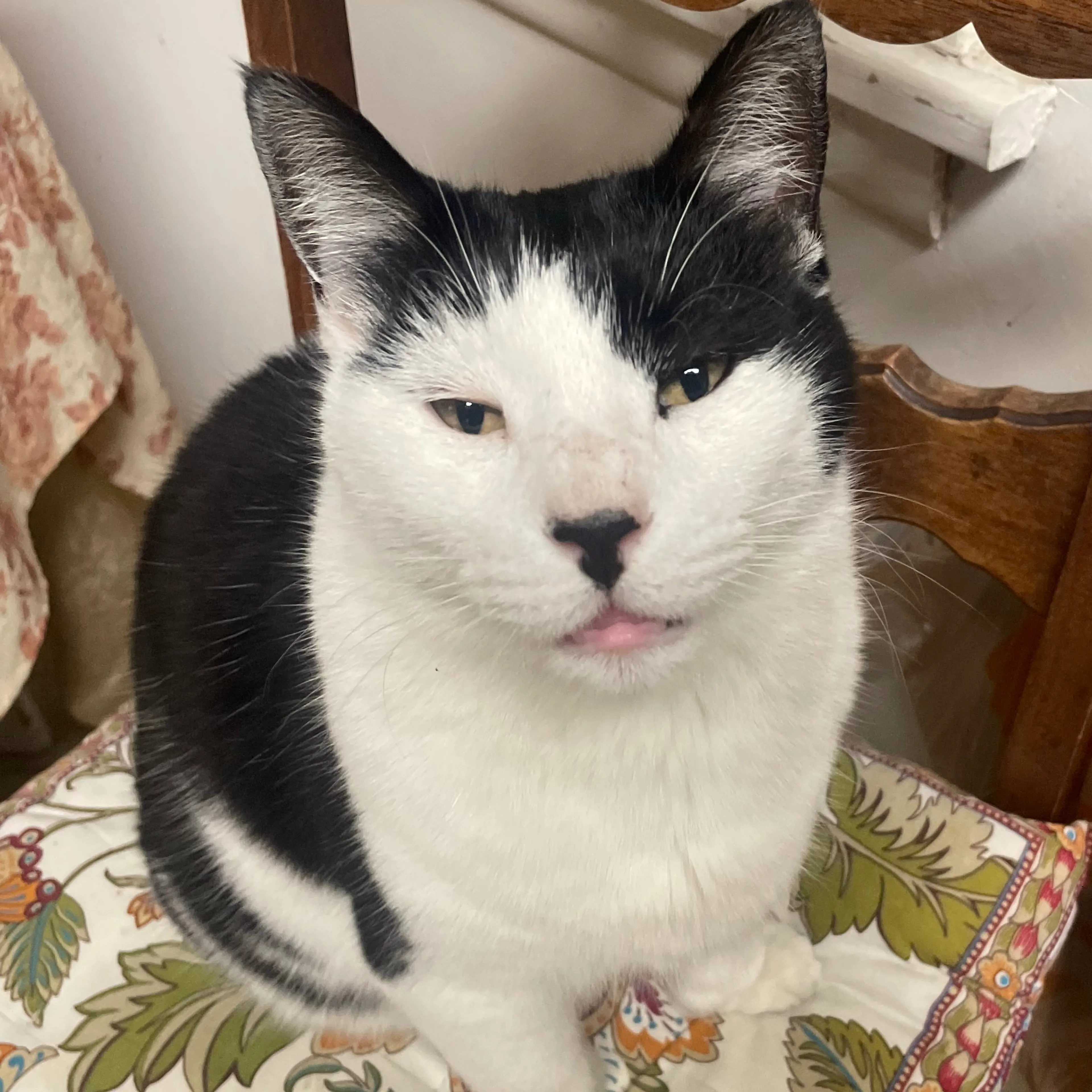 Lost pet-2