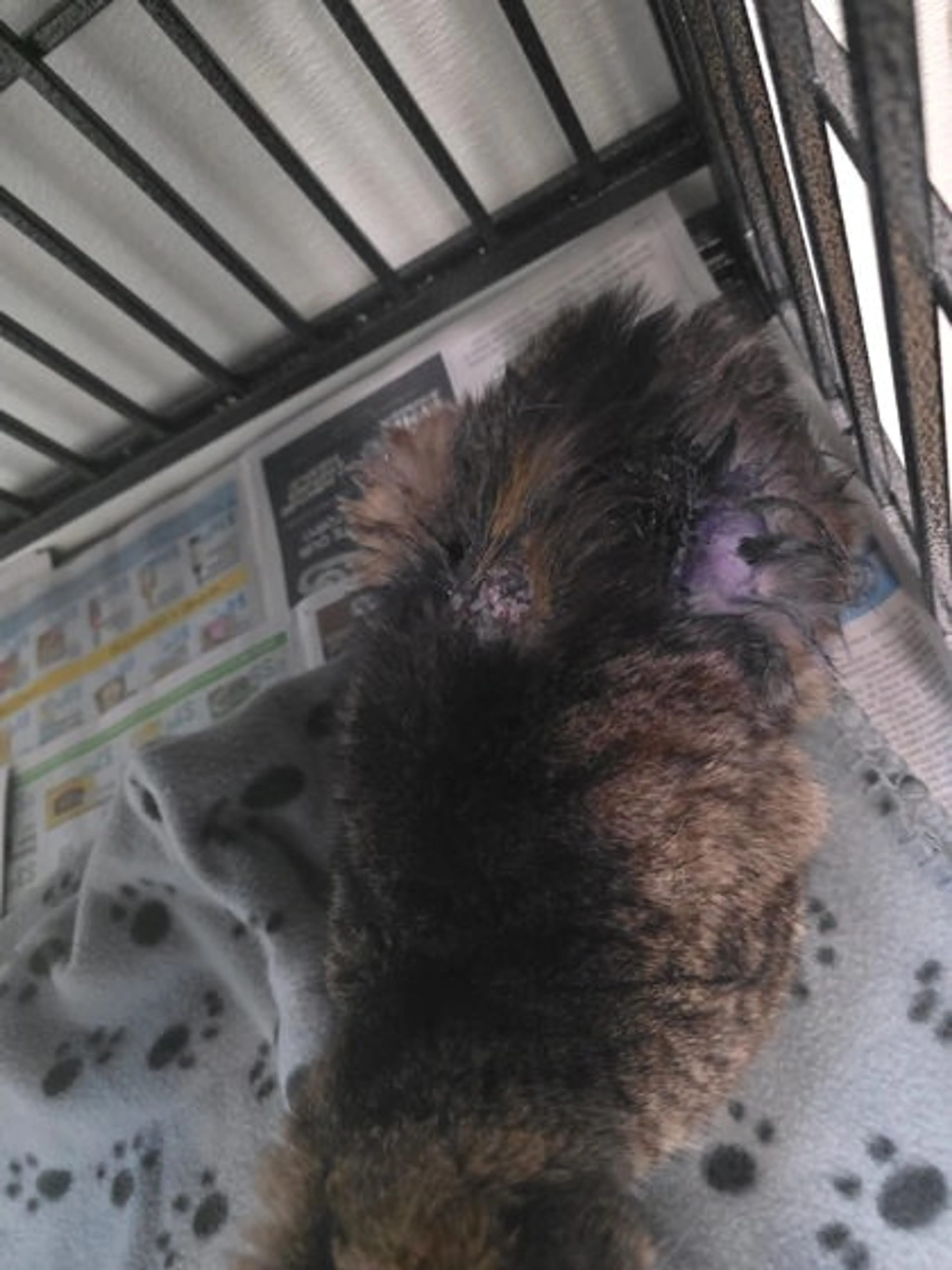 Found pet-2
