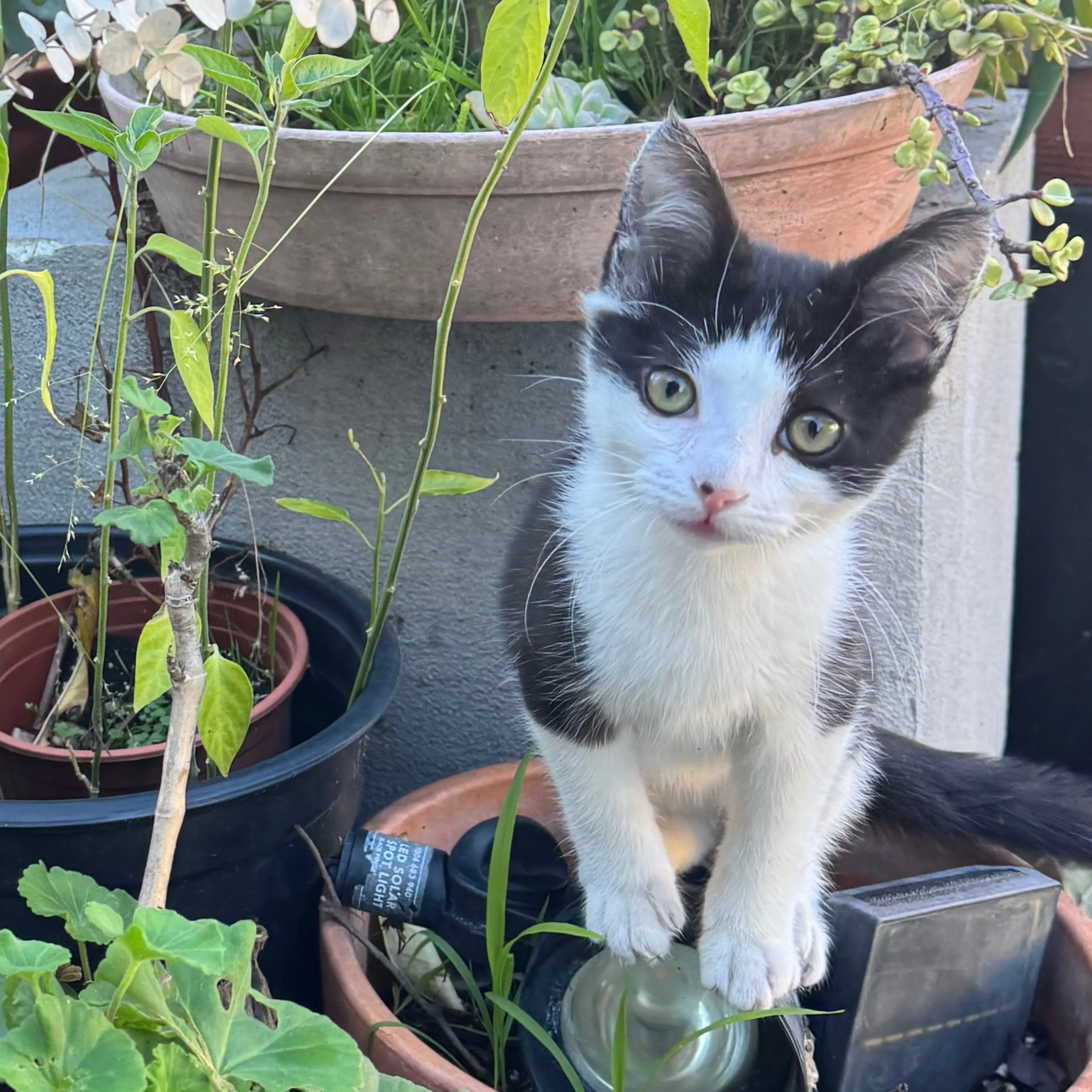 Lost pet-1