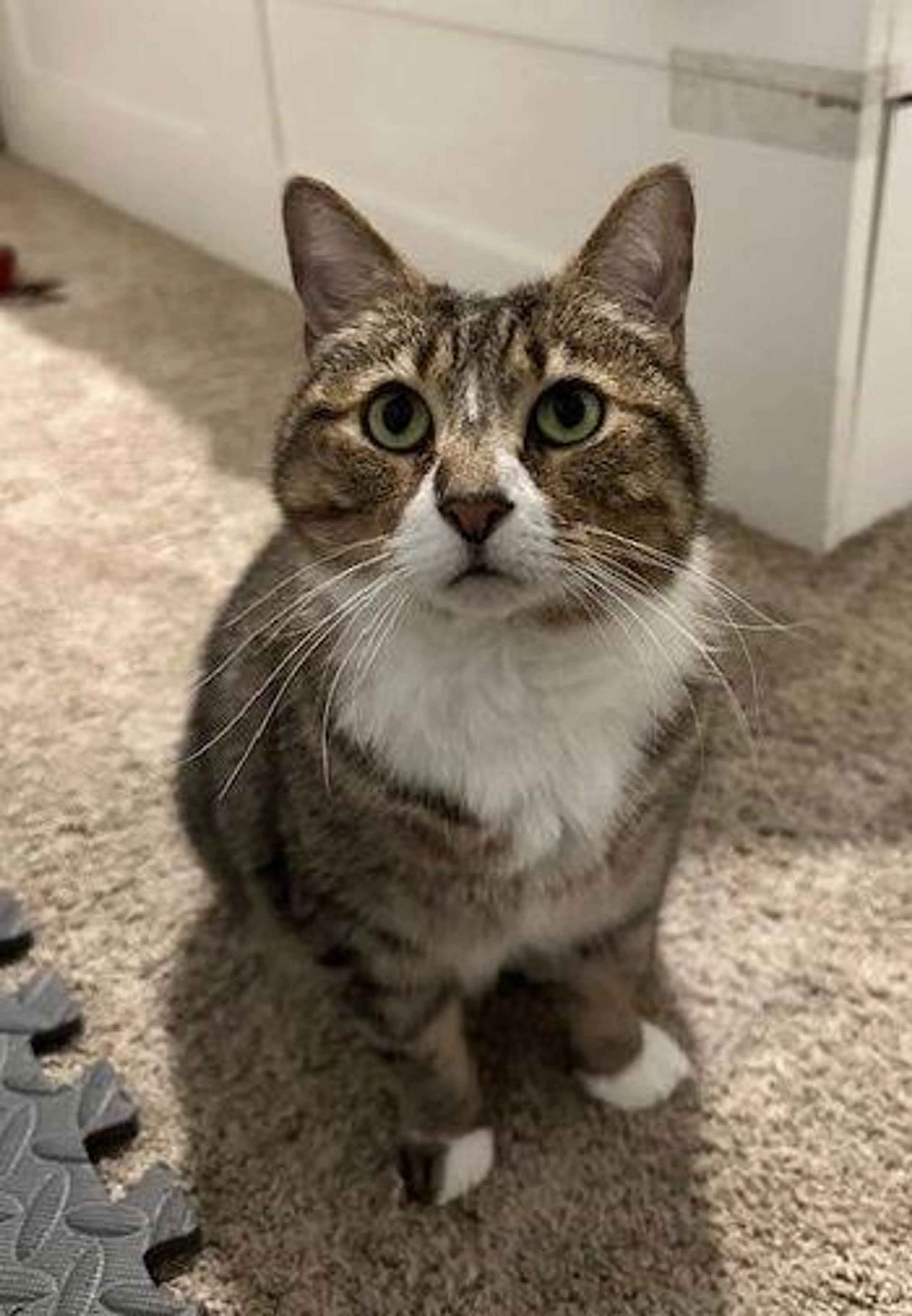 Found pet-2