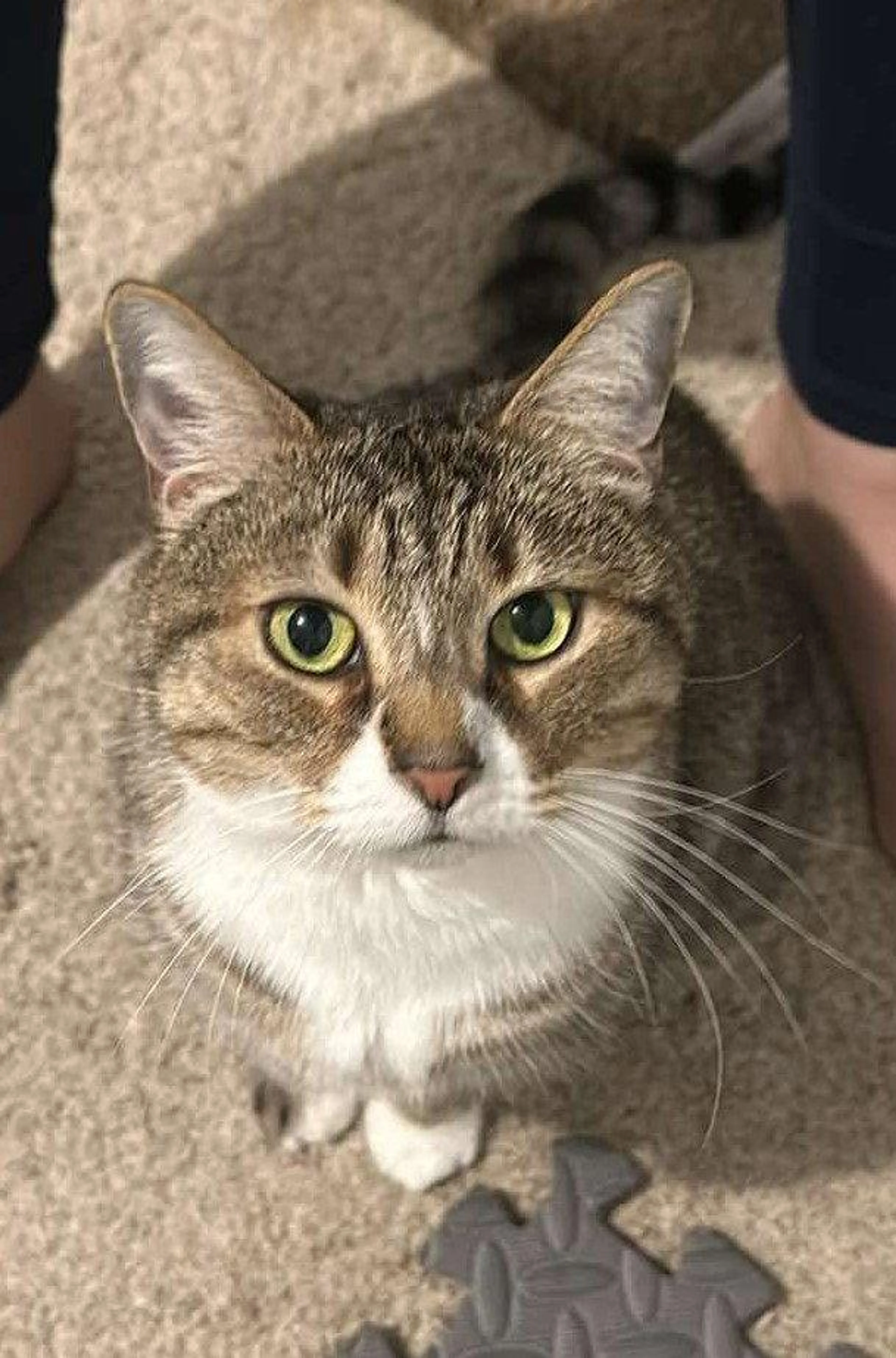 Found pet-1