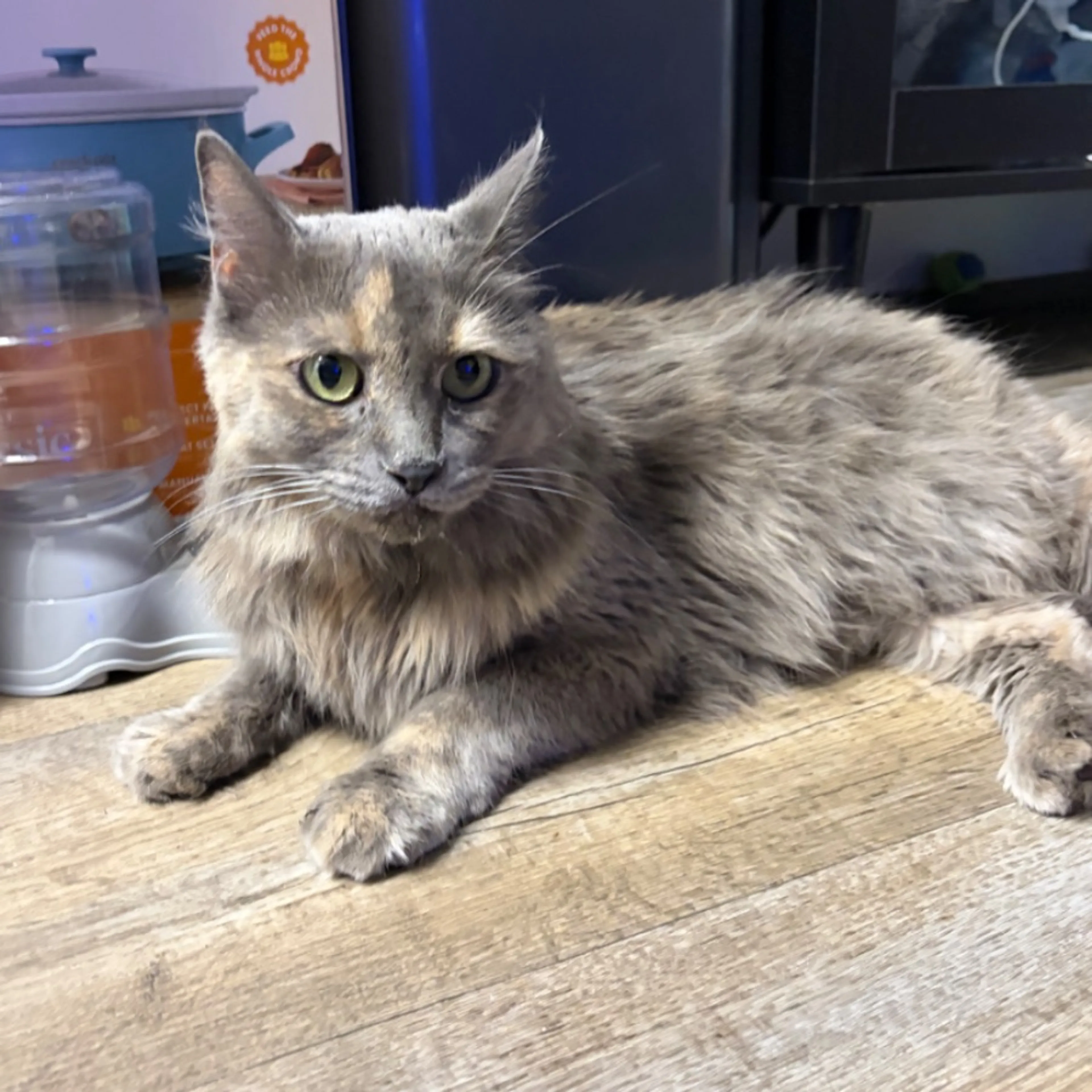 Found pet-0