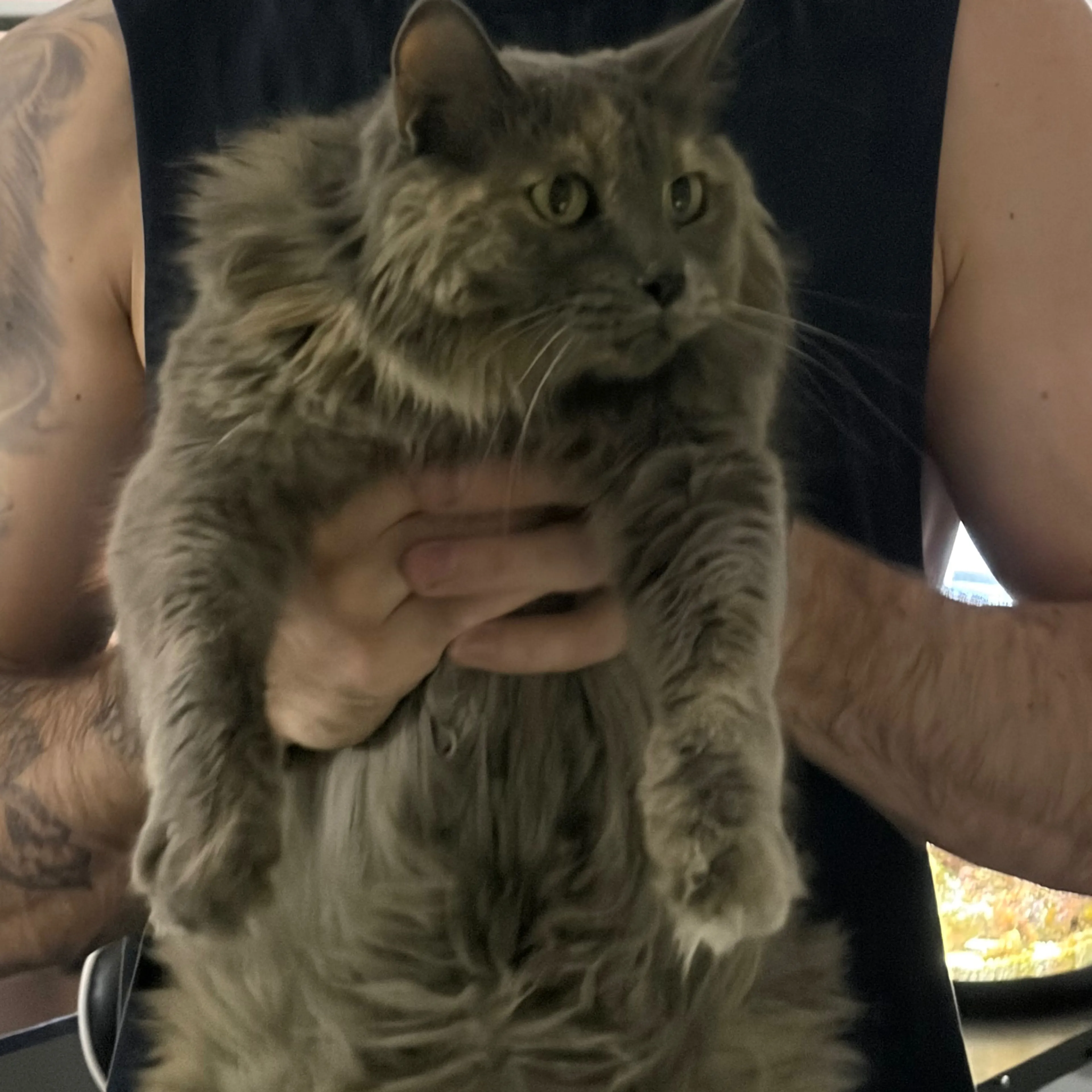 Found pet-1