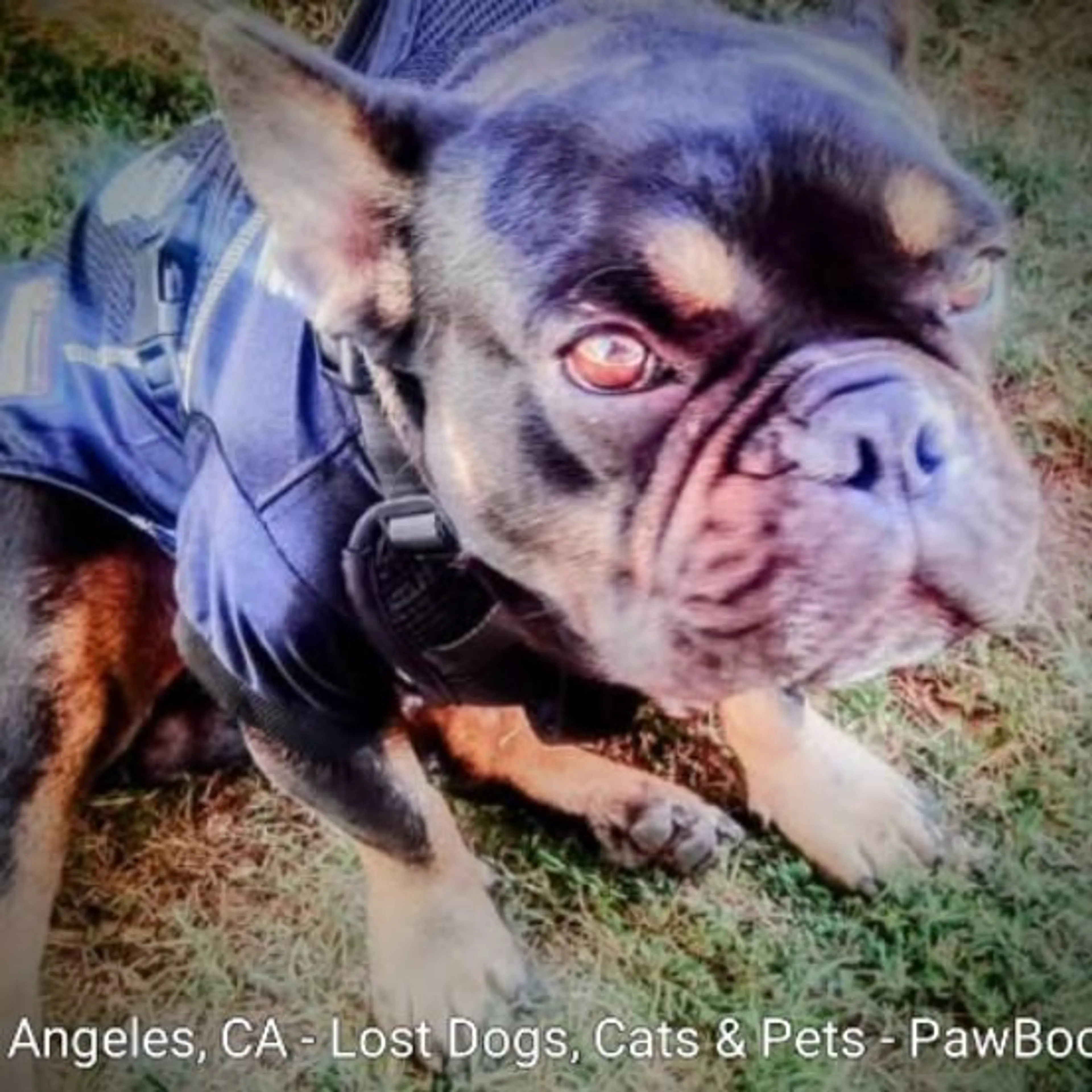 Lost pet