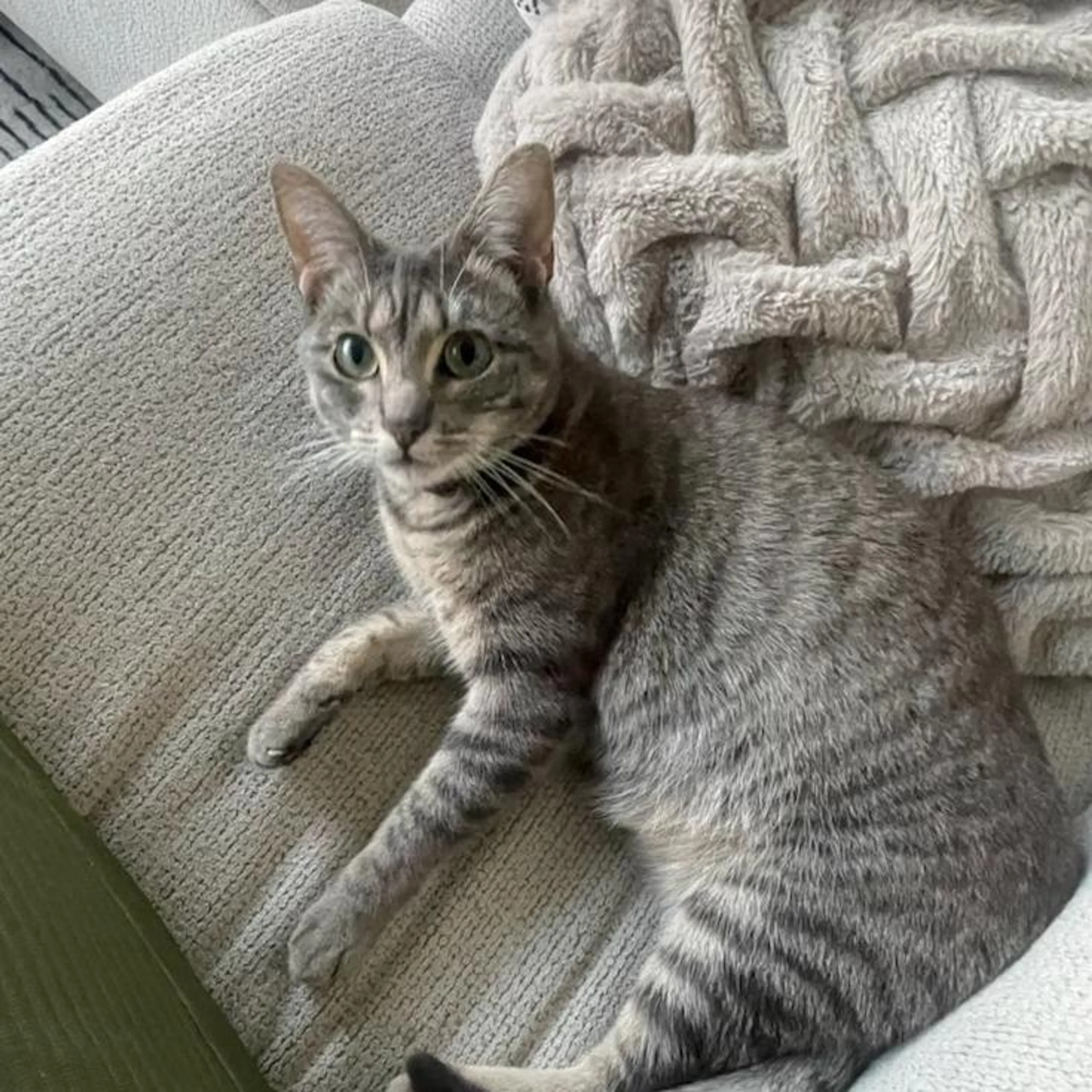 Found pet-1
