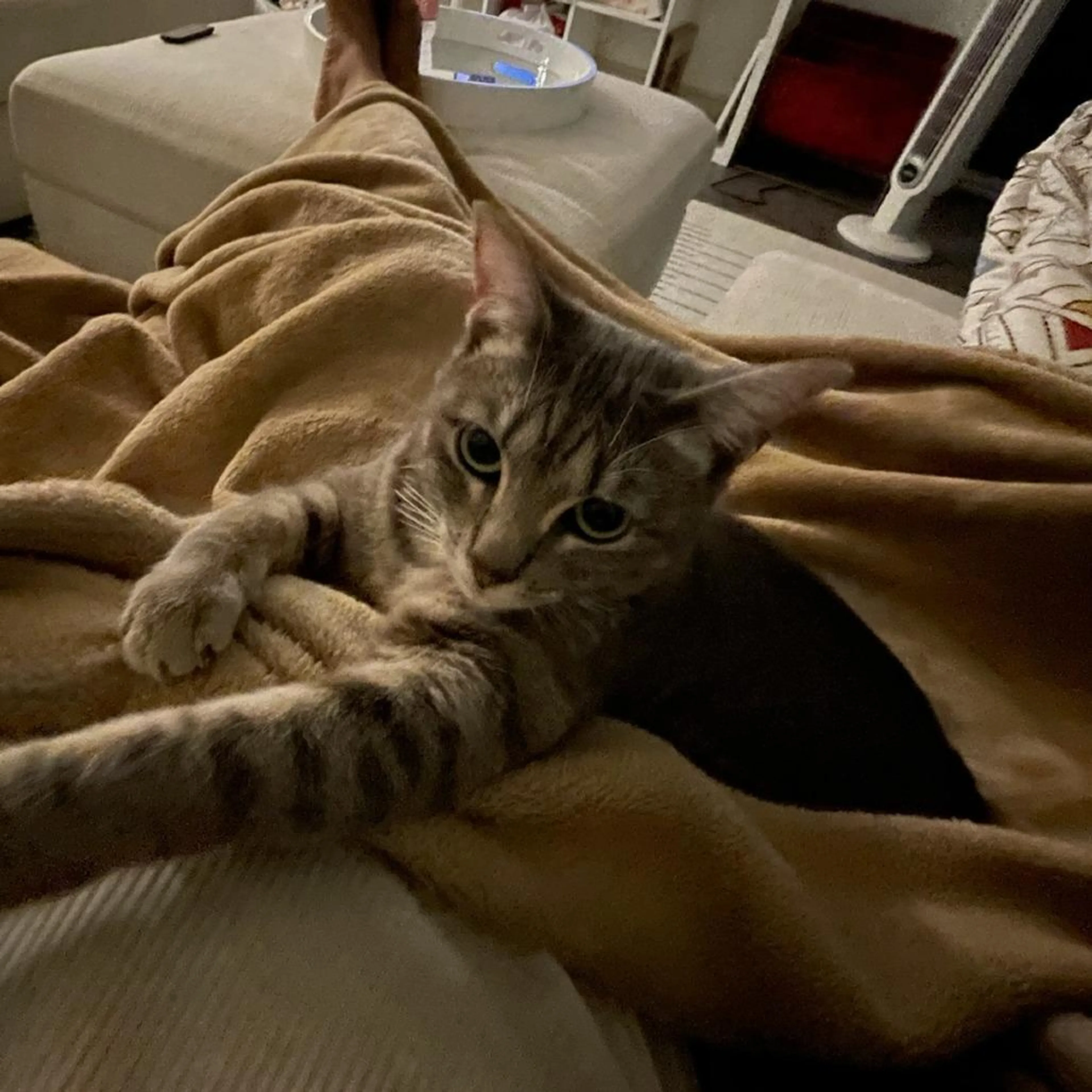 Found pet-0