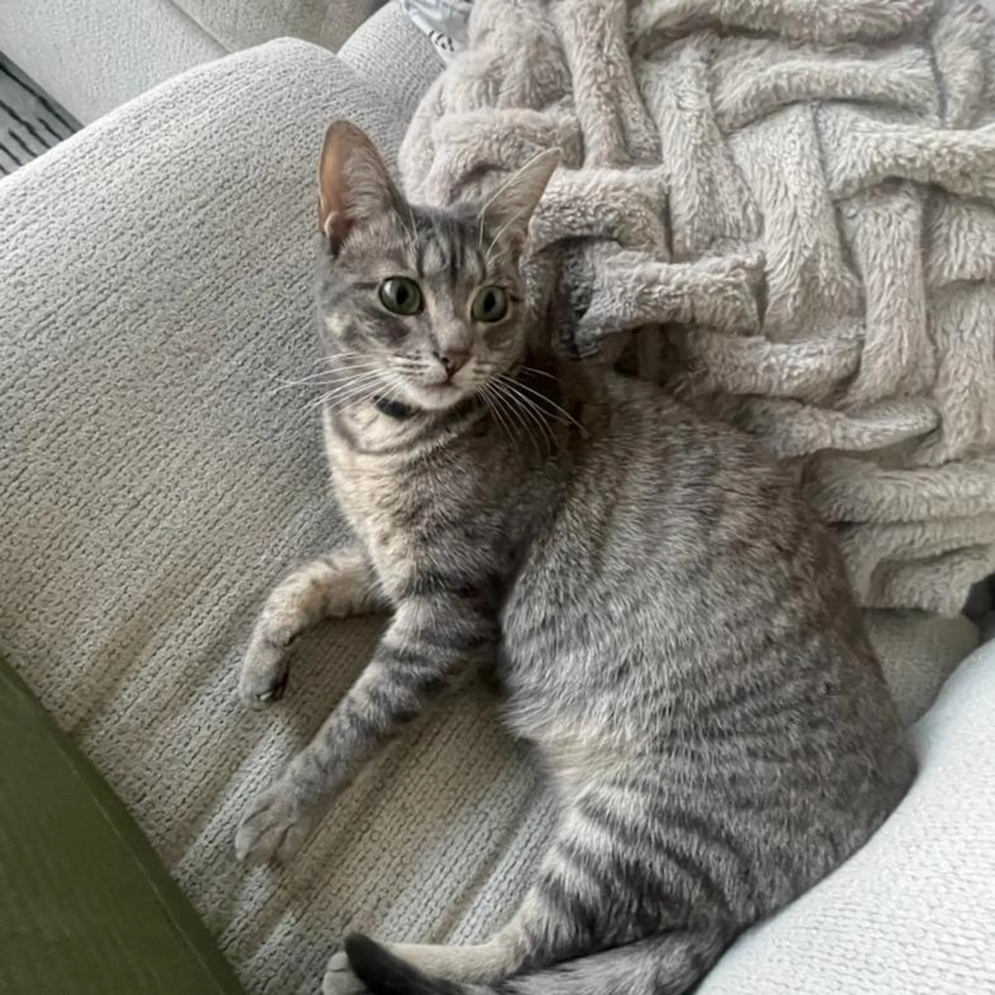 Found pet-2