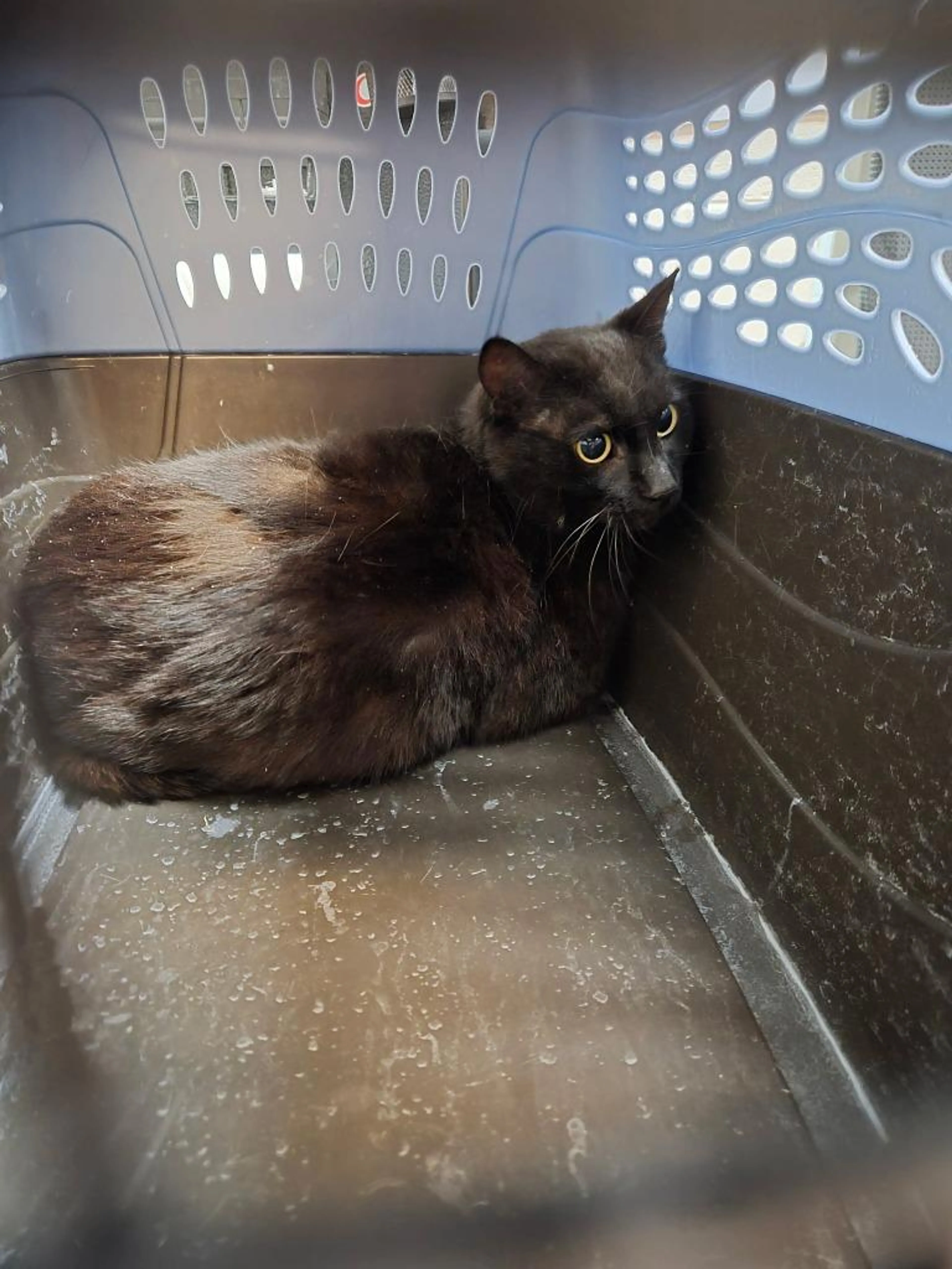 Found pet