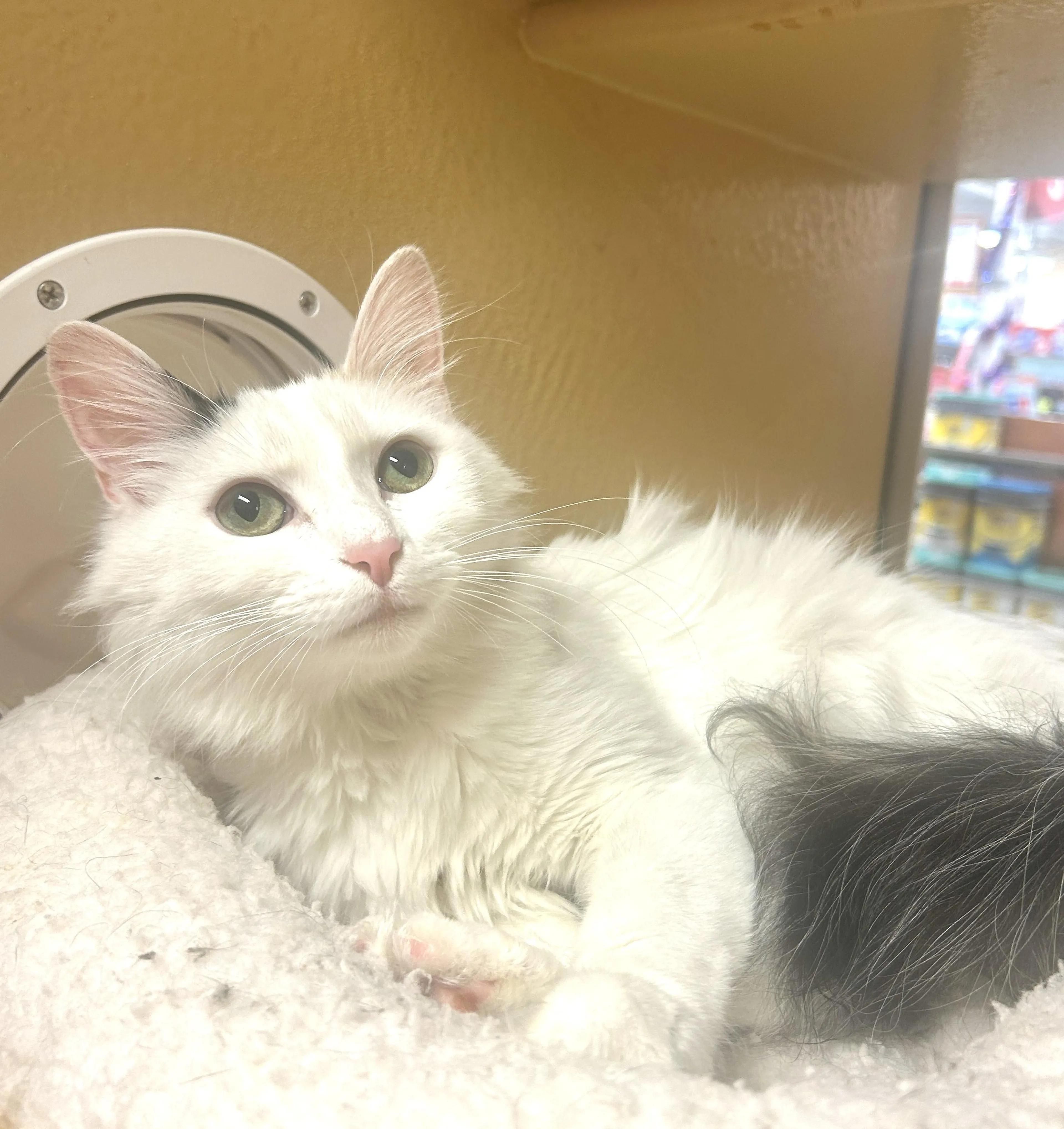 Found pet-1
