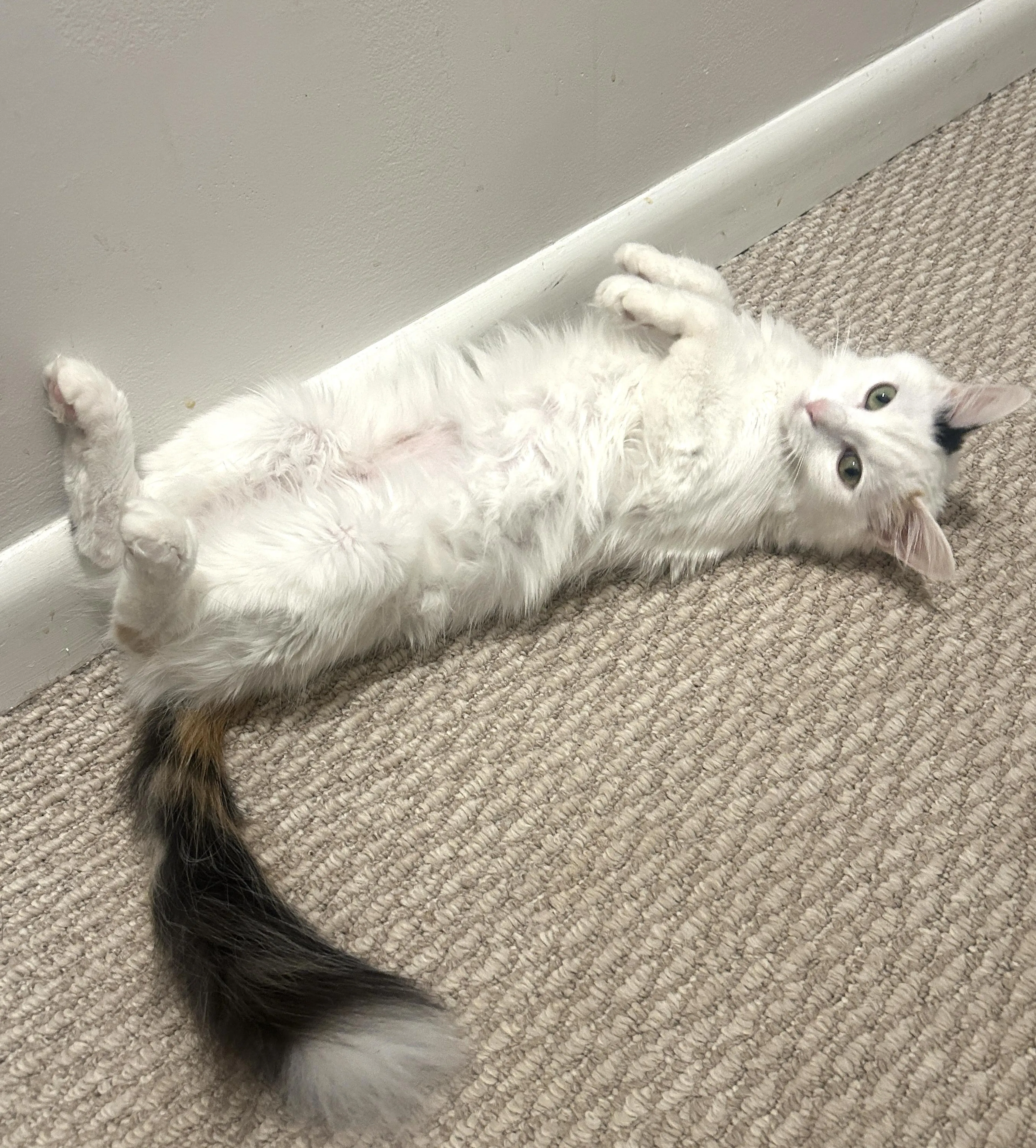 Found pet-3