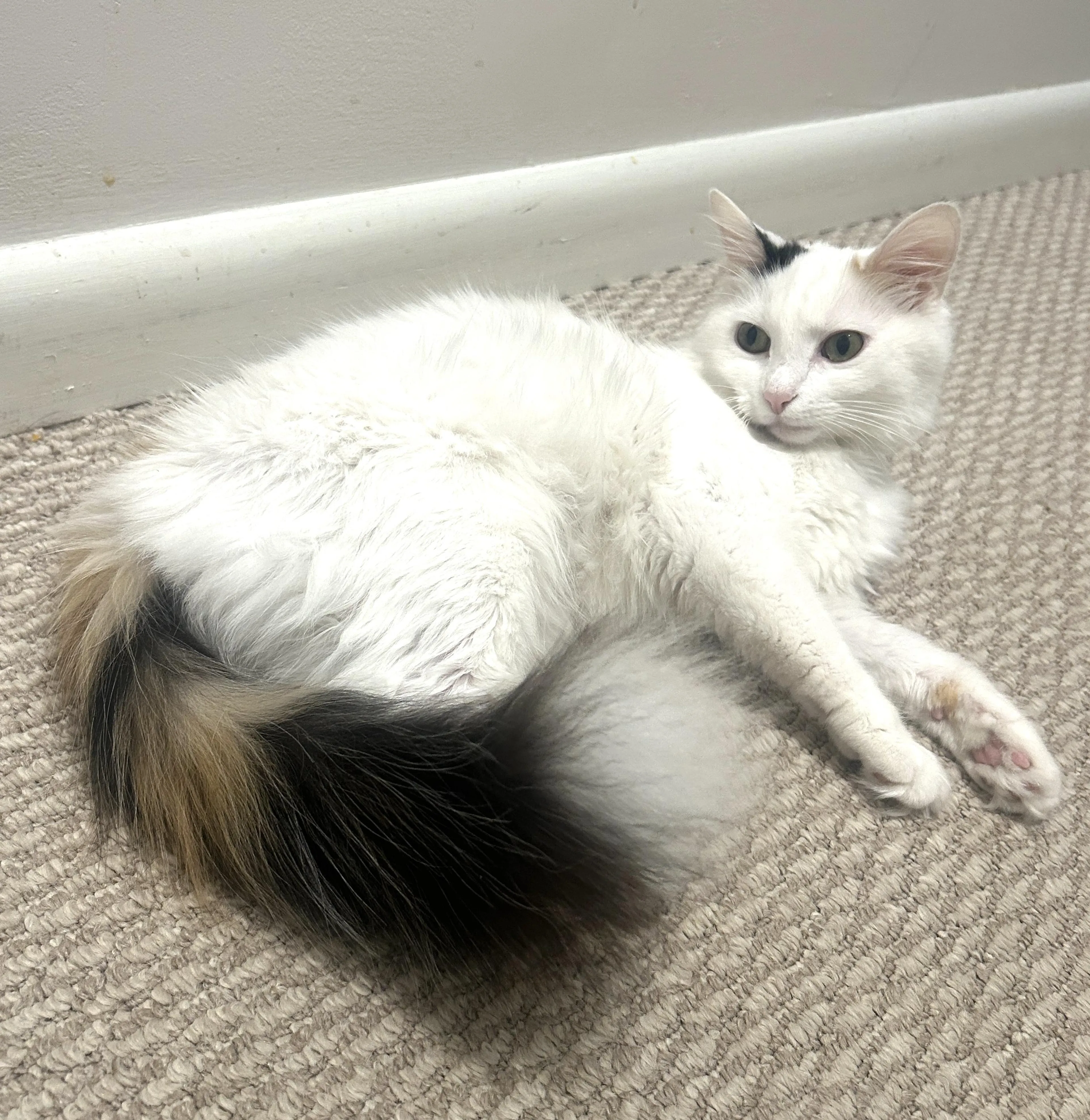 Found pet-2