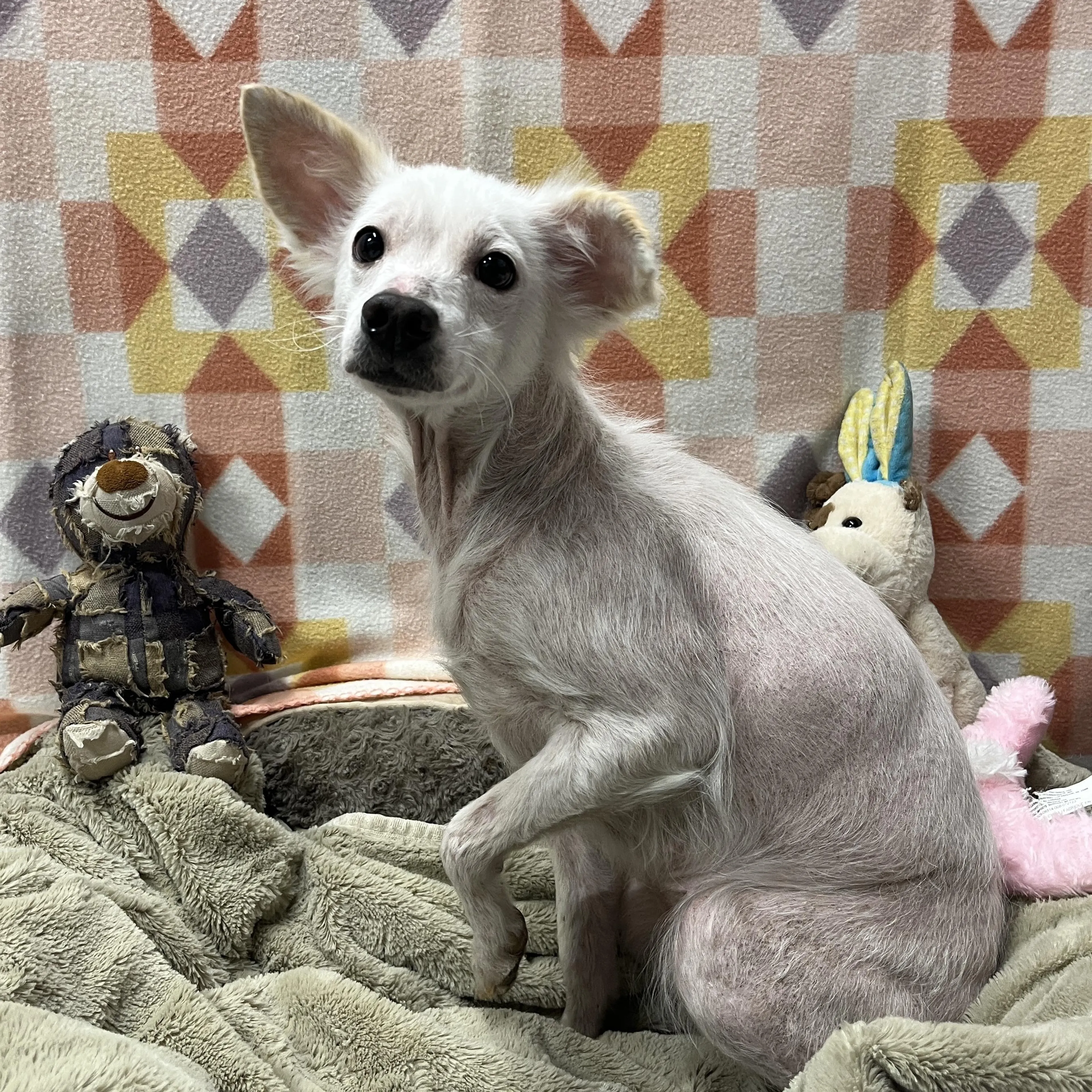 Found pet