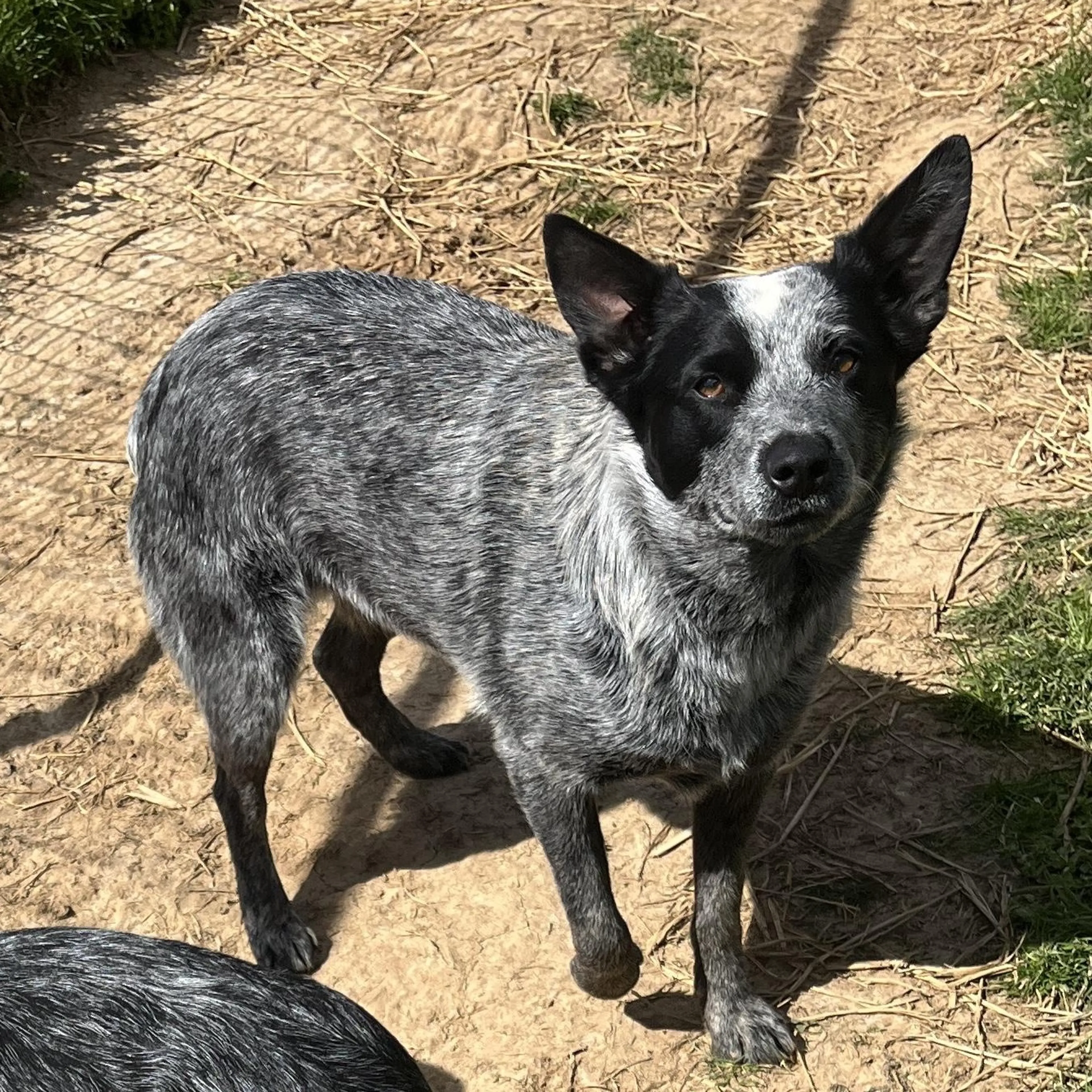 Found pet-1
