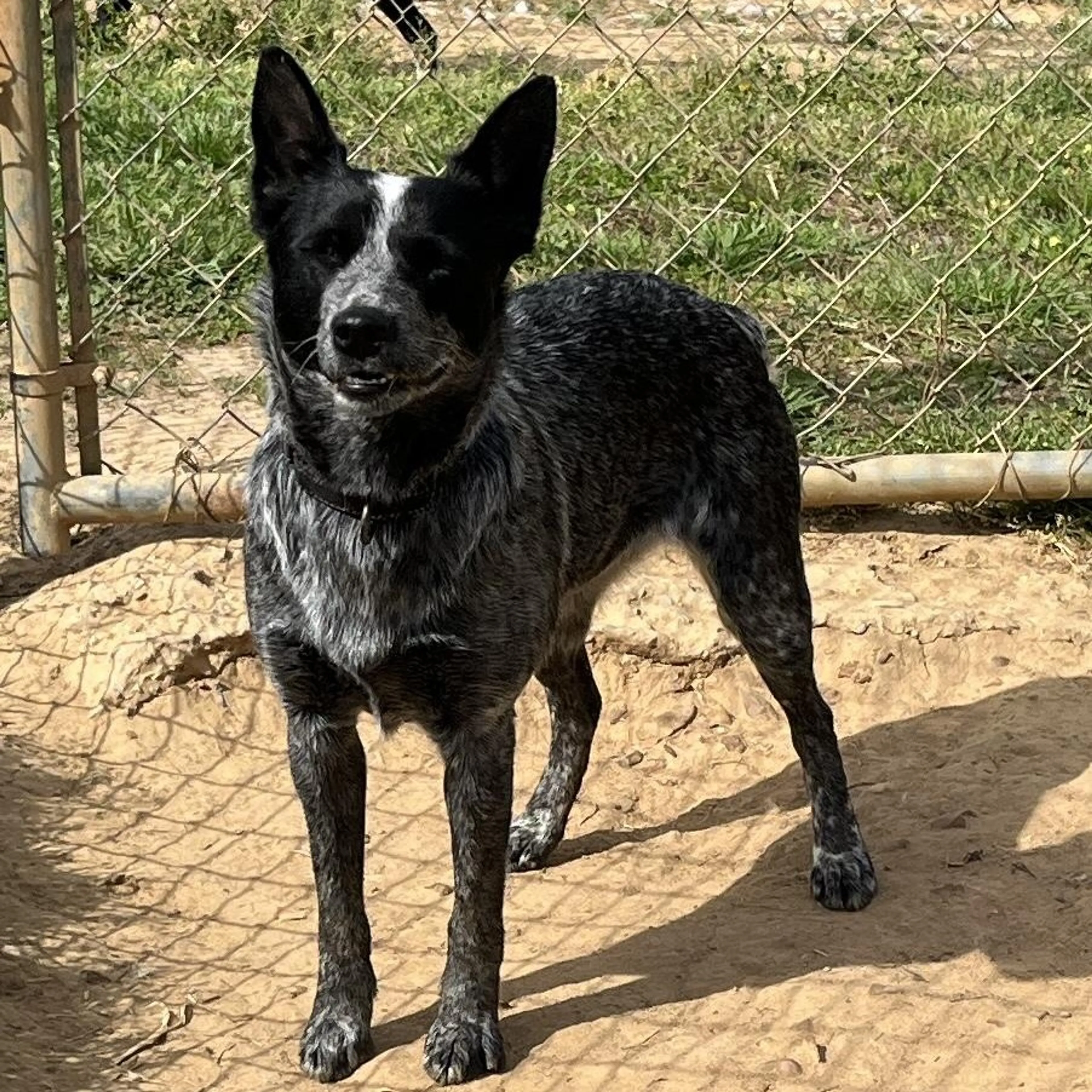 Found pet-0